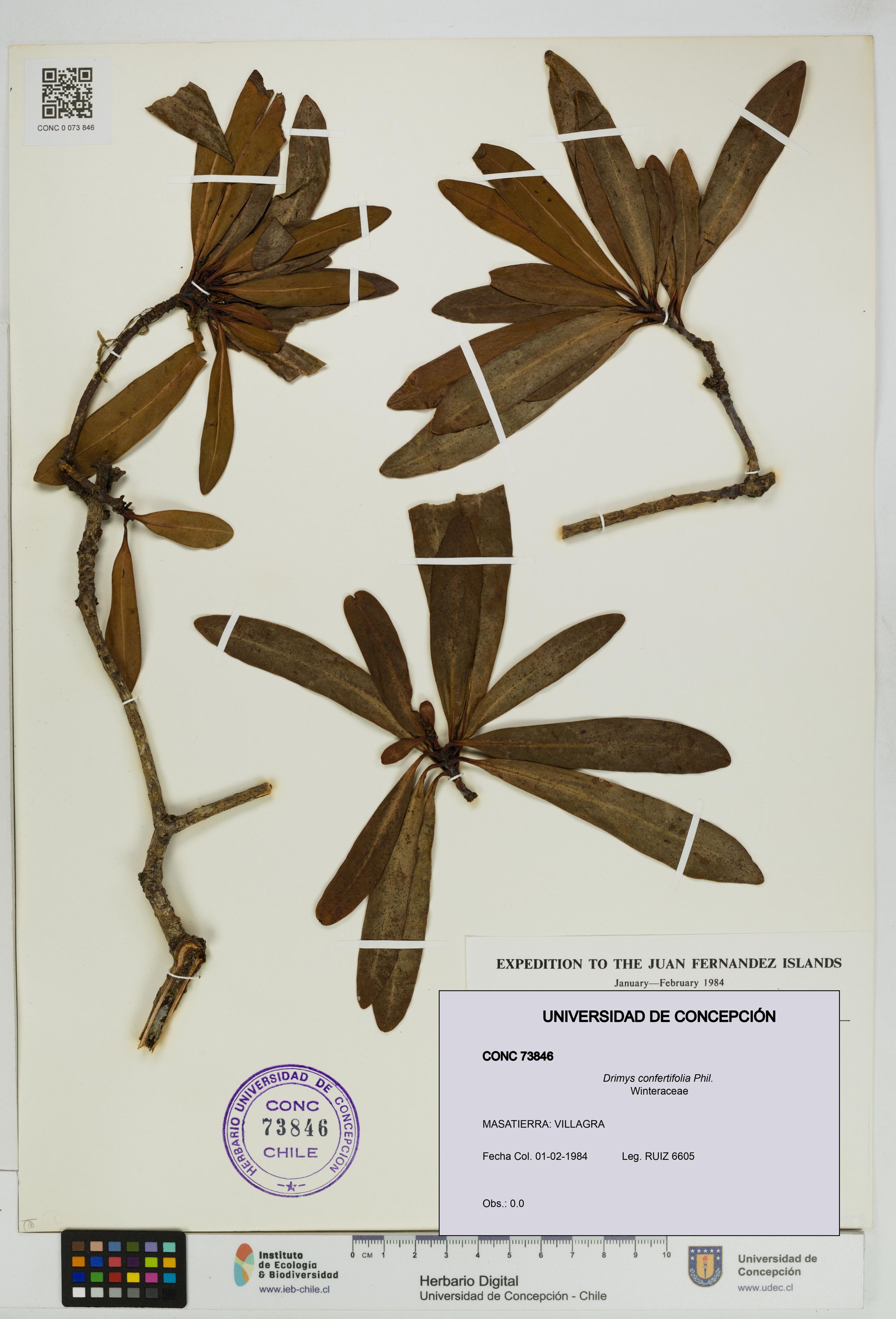 Drimys confertifolia [Espécimen: ]