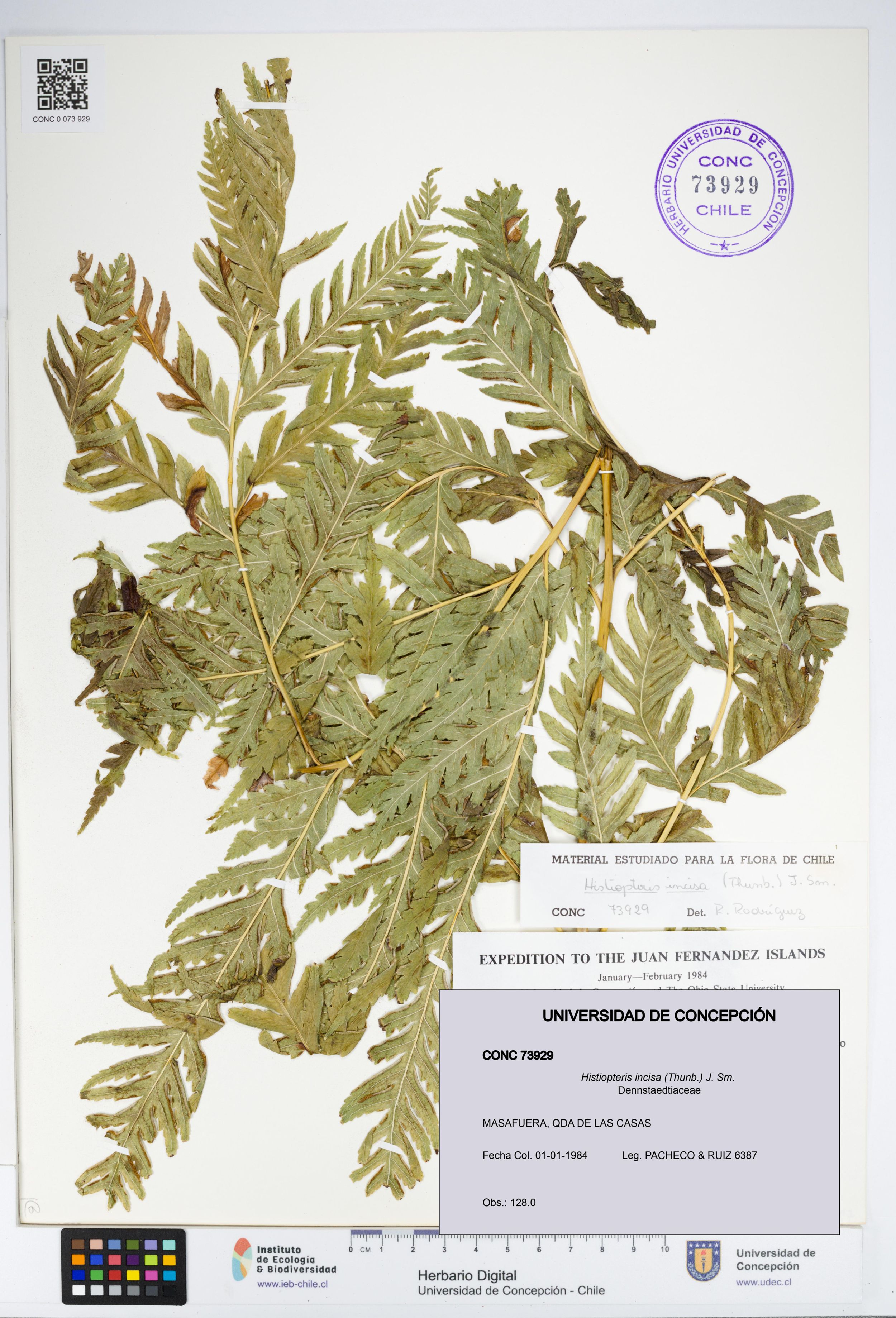 Histiopteris incisa [Espécimen: ]