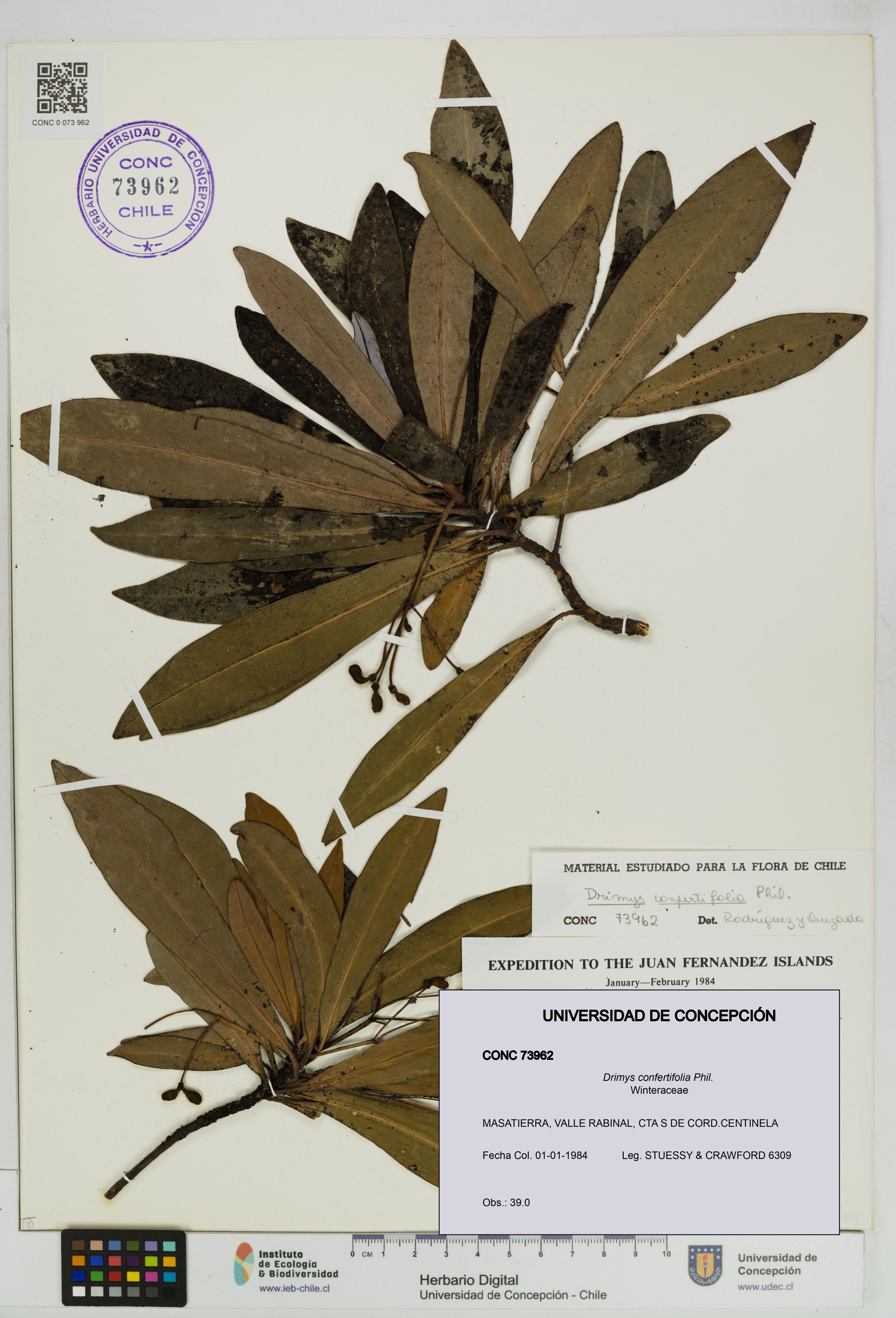 Drimys confertifolia [Espécimen: ]