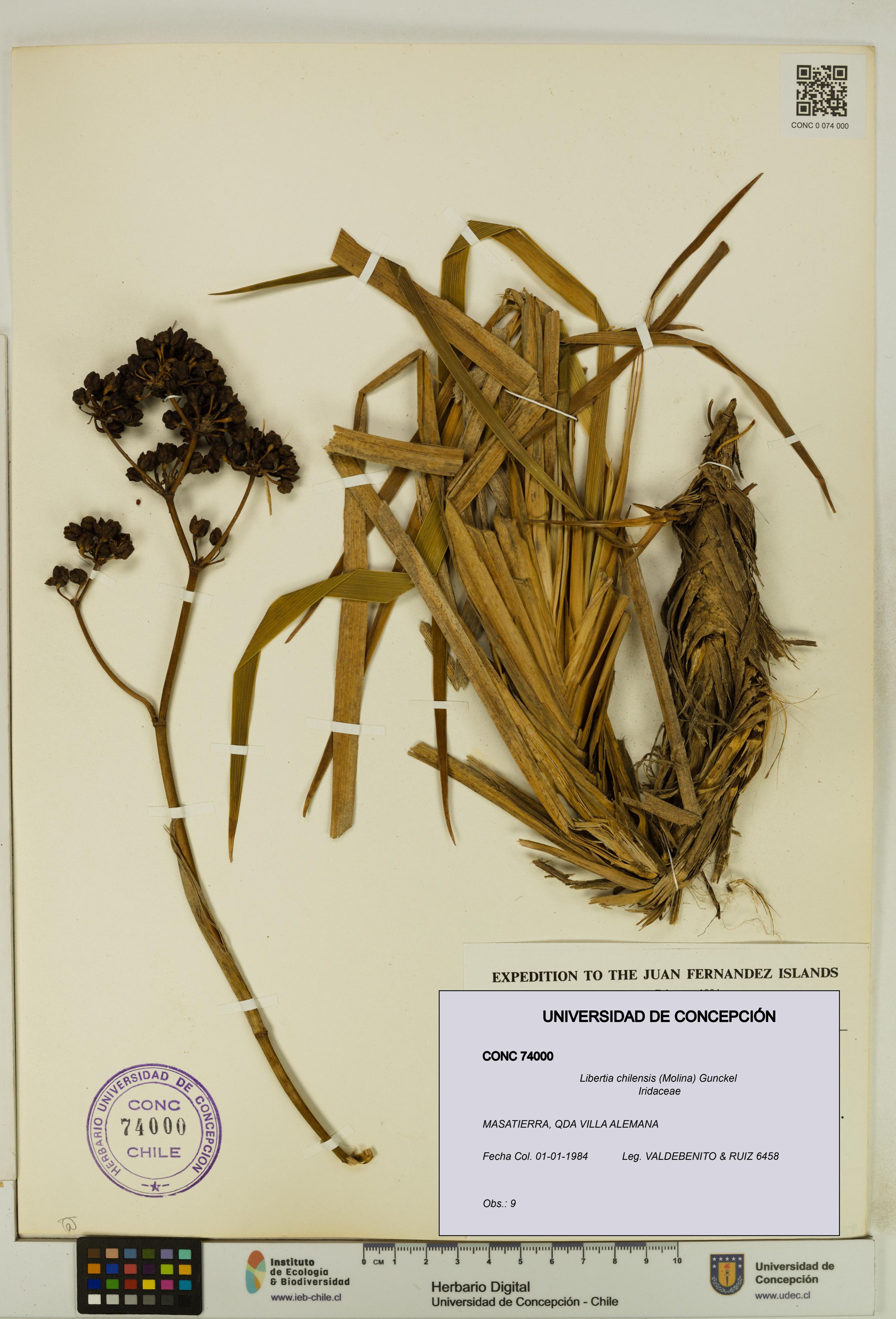 Libertia chilensis [Espécimen: ]