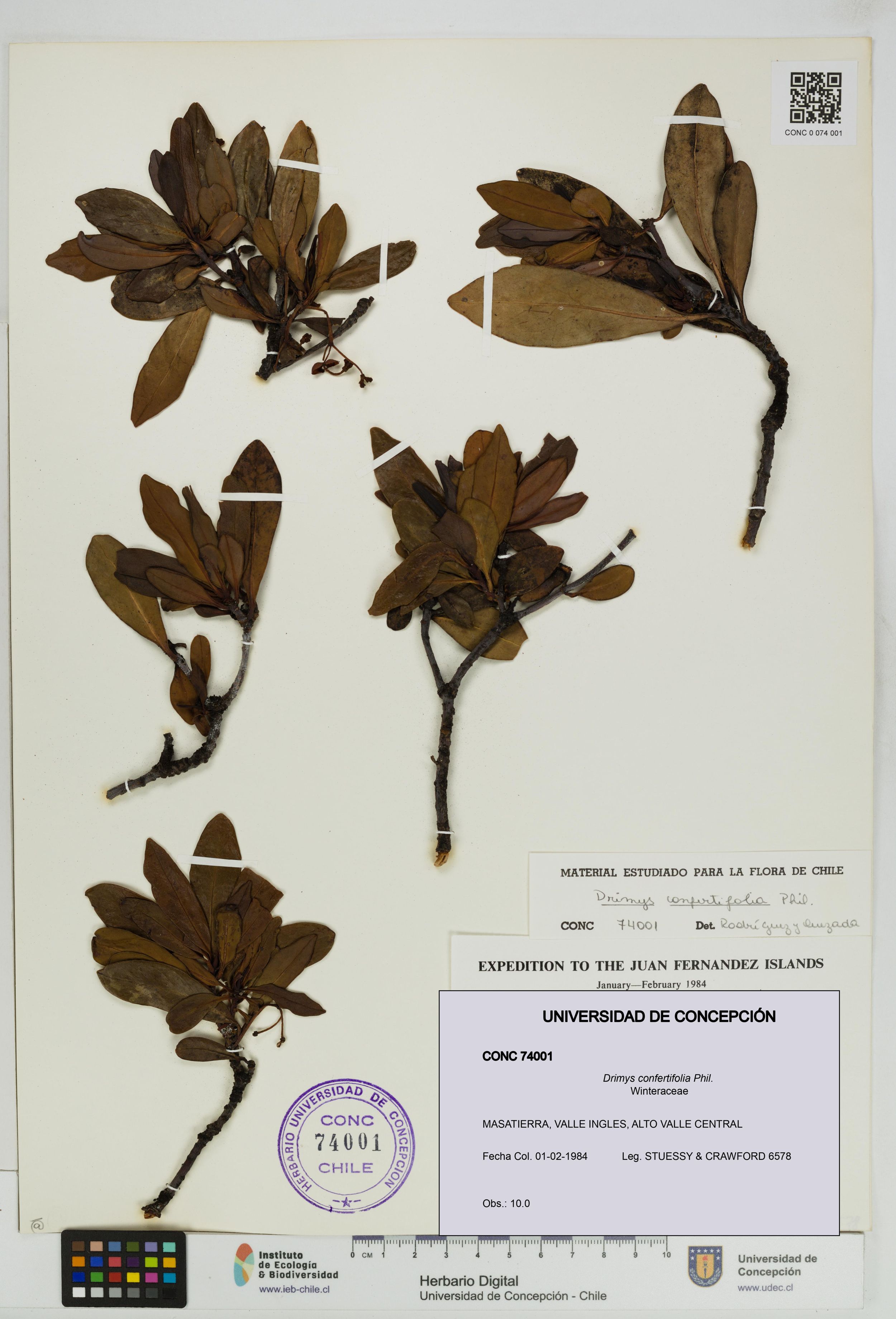 Drimys confertifolia [Espécimen: ]