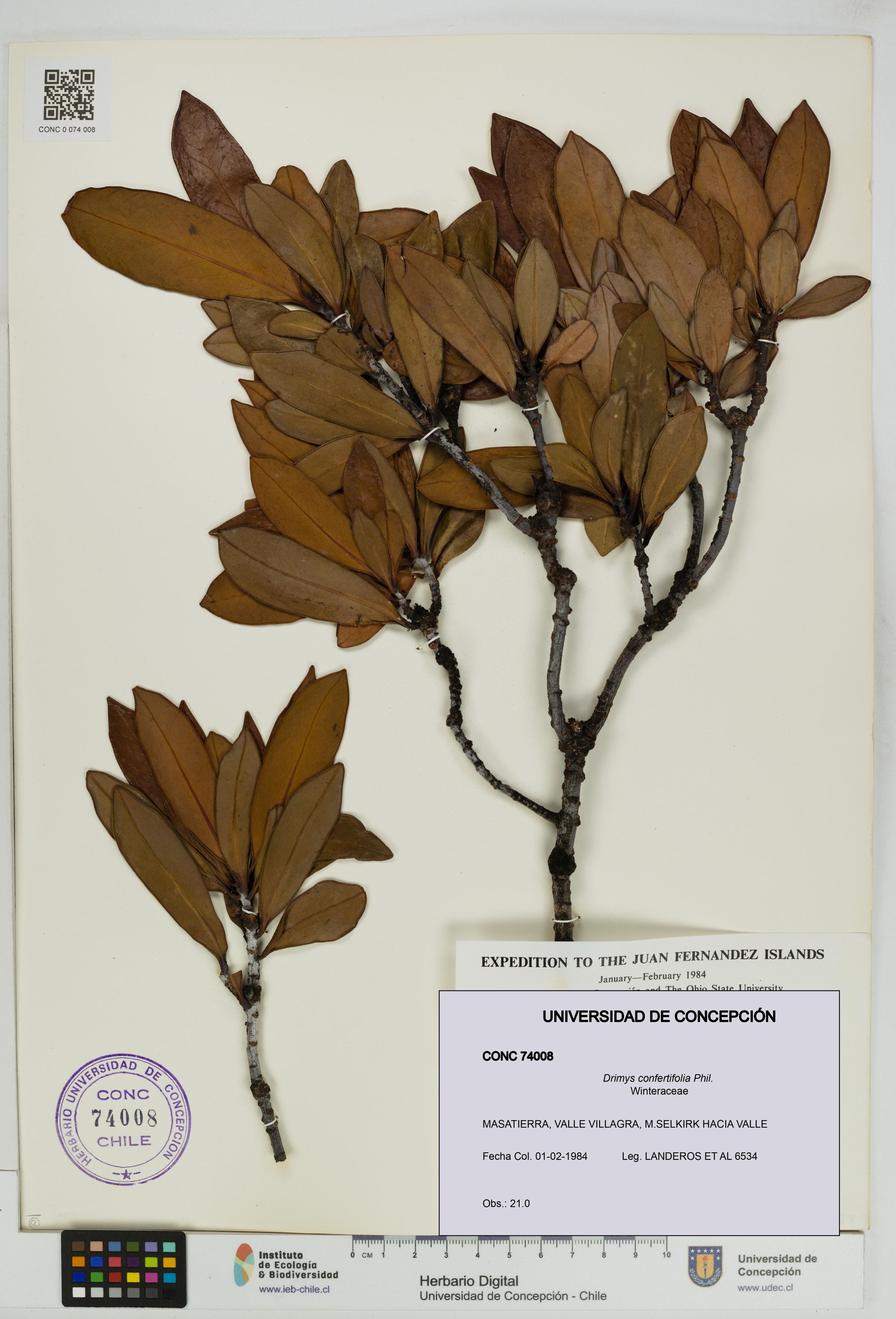 Drimys confertifolia [Espécimen: ]