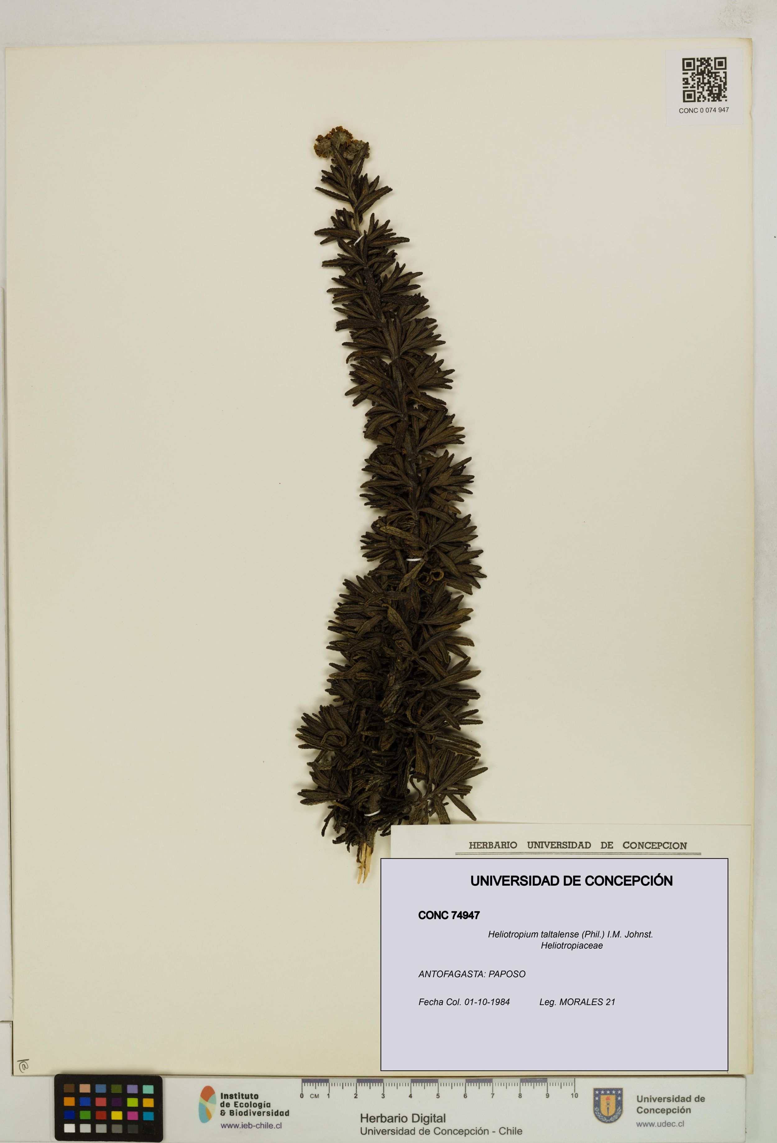 Heliotropium taltalense [Espécimen: ]