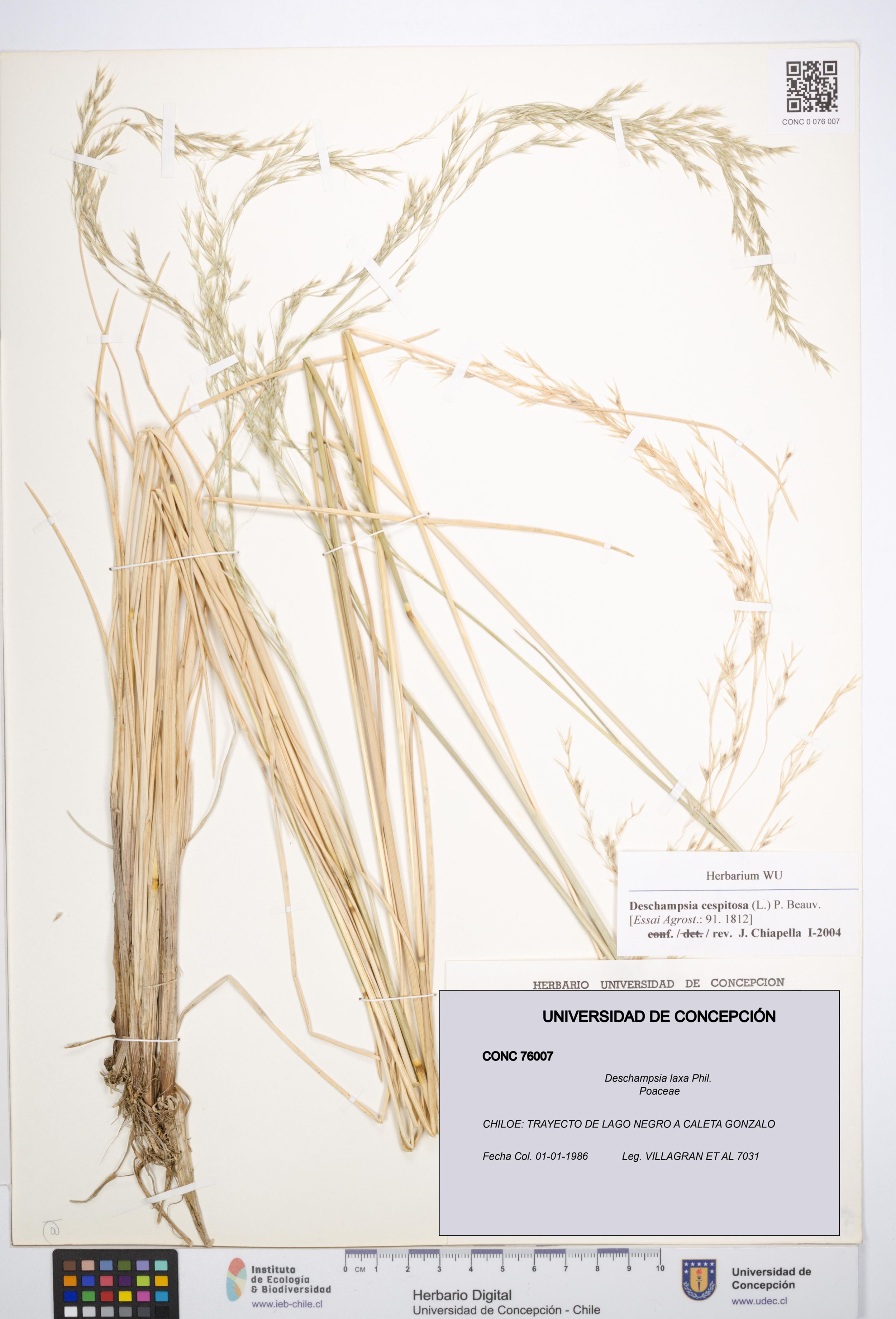 Deschampsia laxa [Espécimen: ]