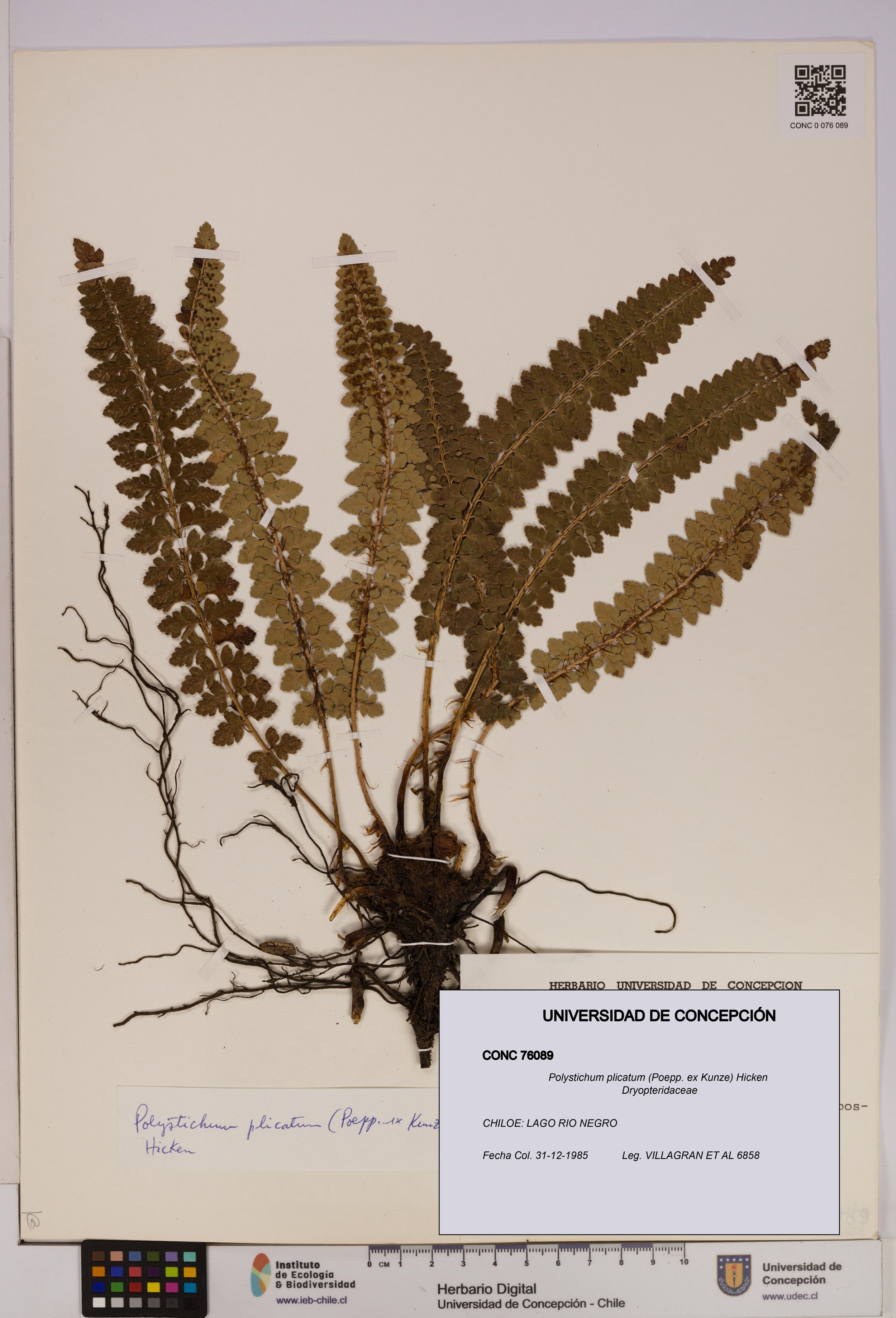 Polystichum plicatum [Espécimen: ]