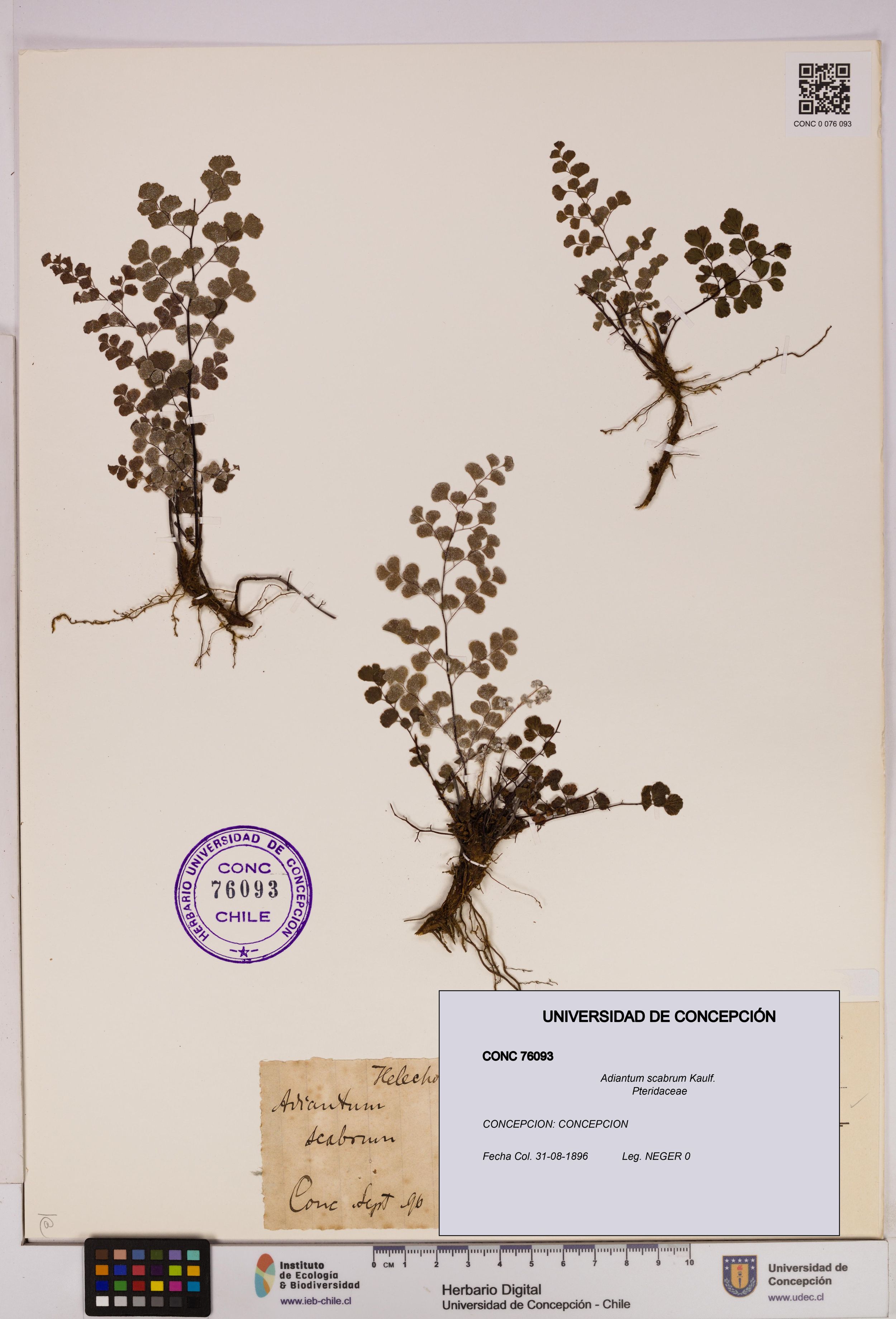 Adiantum scabrum [Espécimen: ]