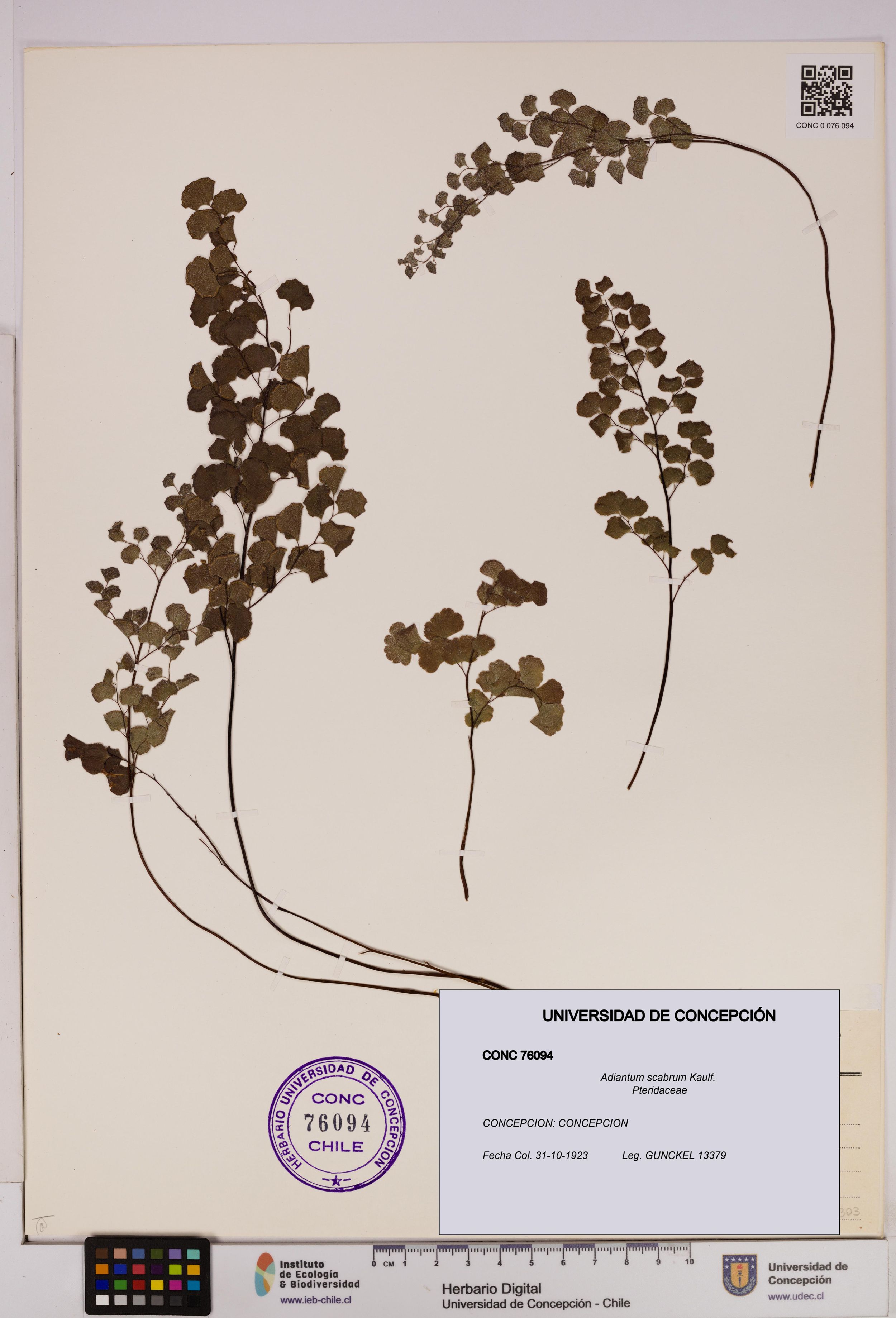 Adiantum scabrum [Espécimen: ]