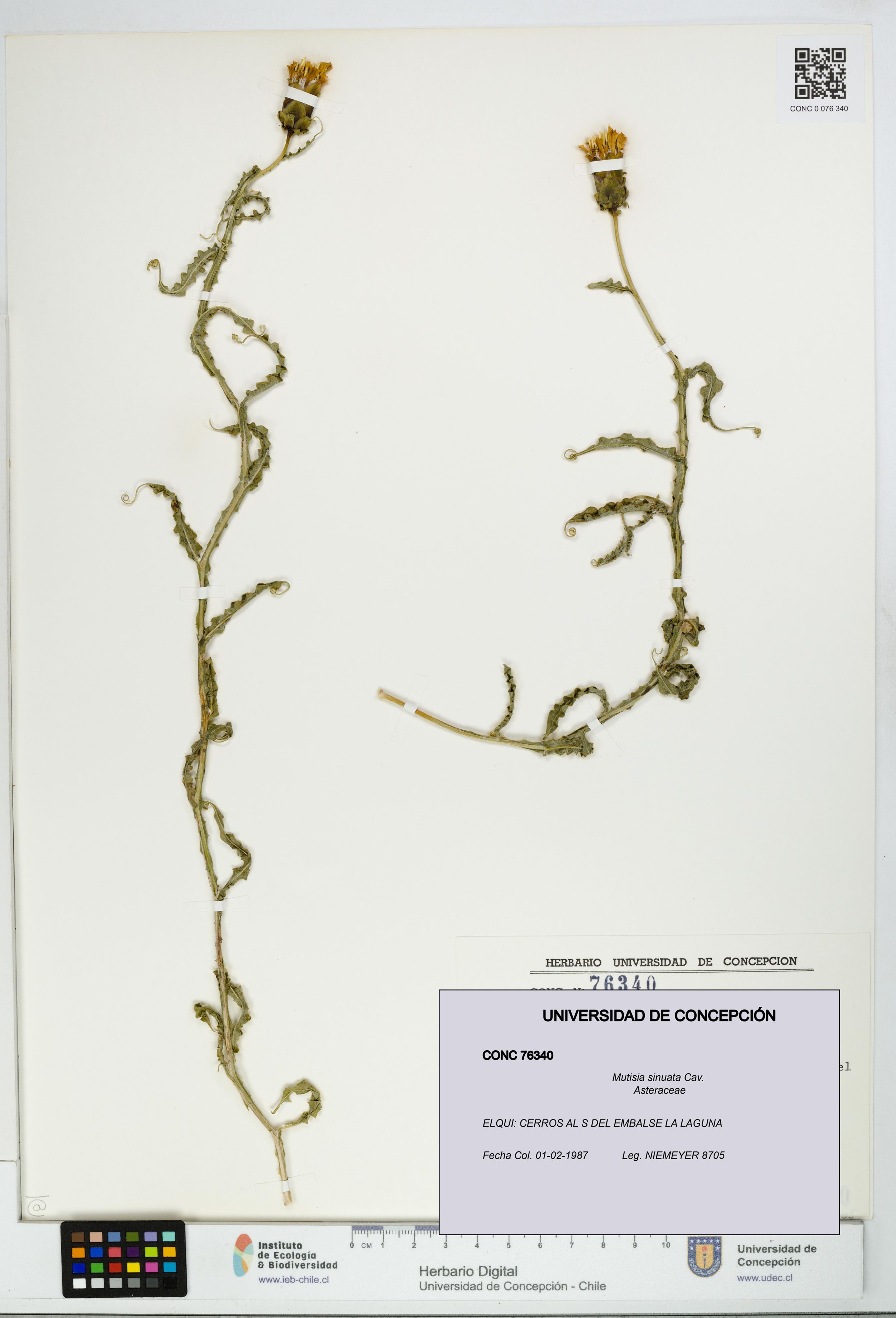 Mutisia sinuata [Espécimen: ]