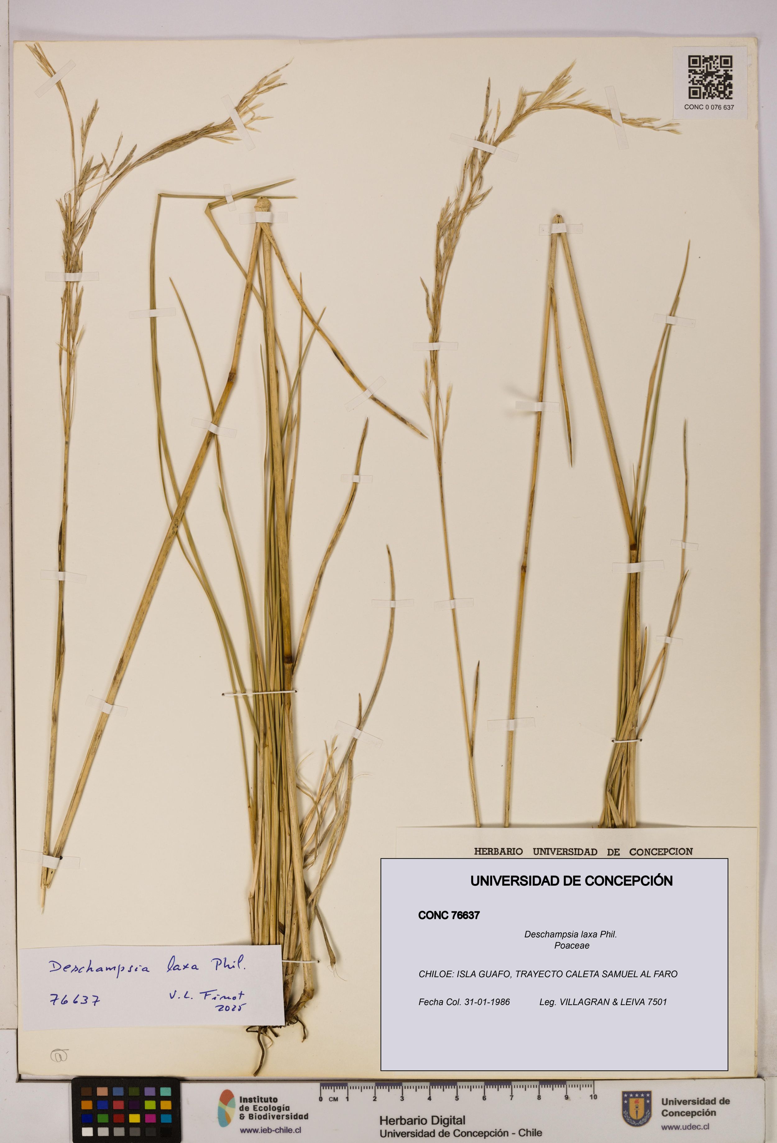 Deschampsia laxa [Espécimen: ]