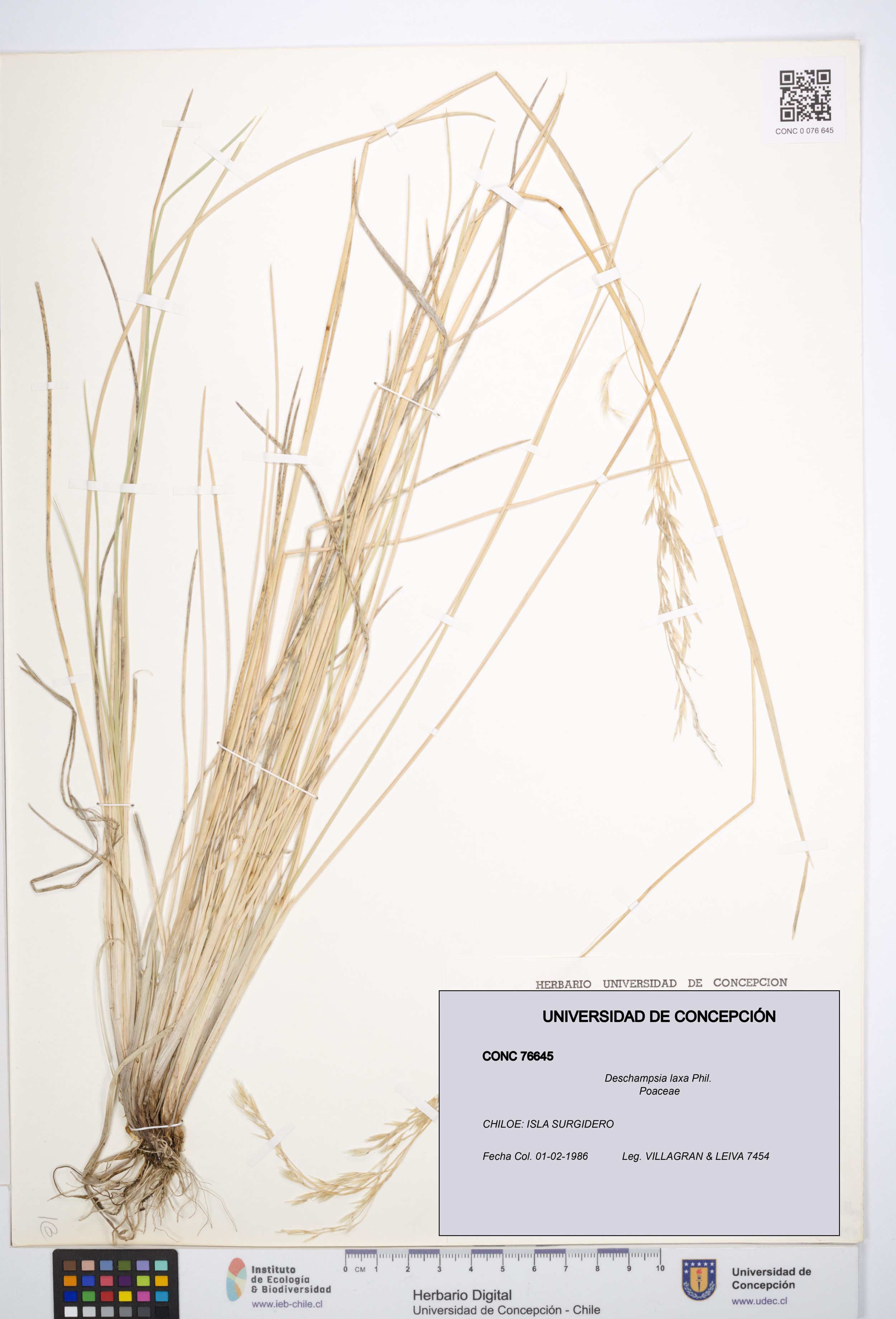Deschampsia laxa [Espécimen: ]