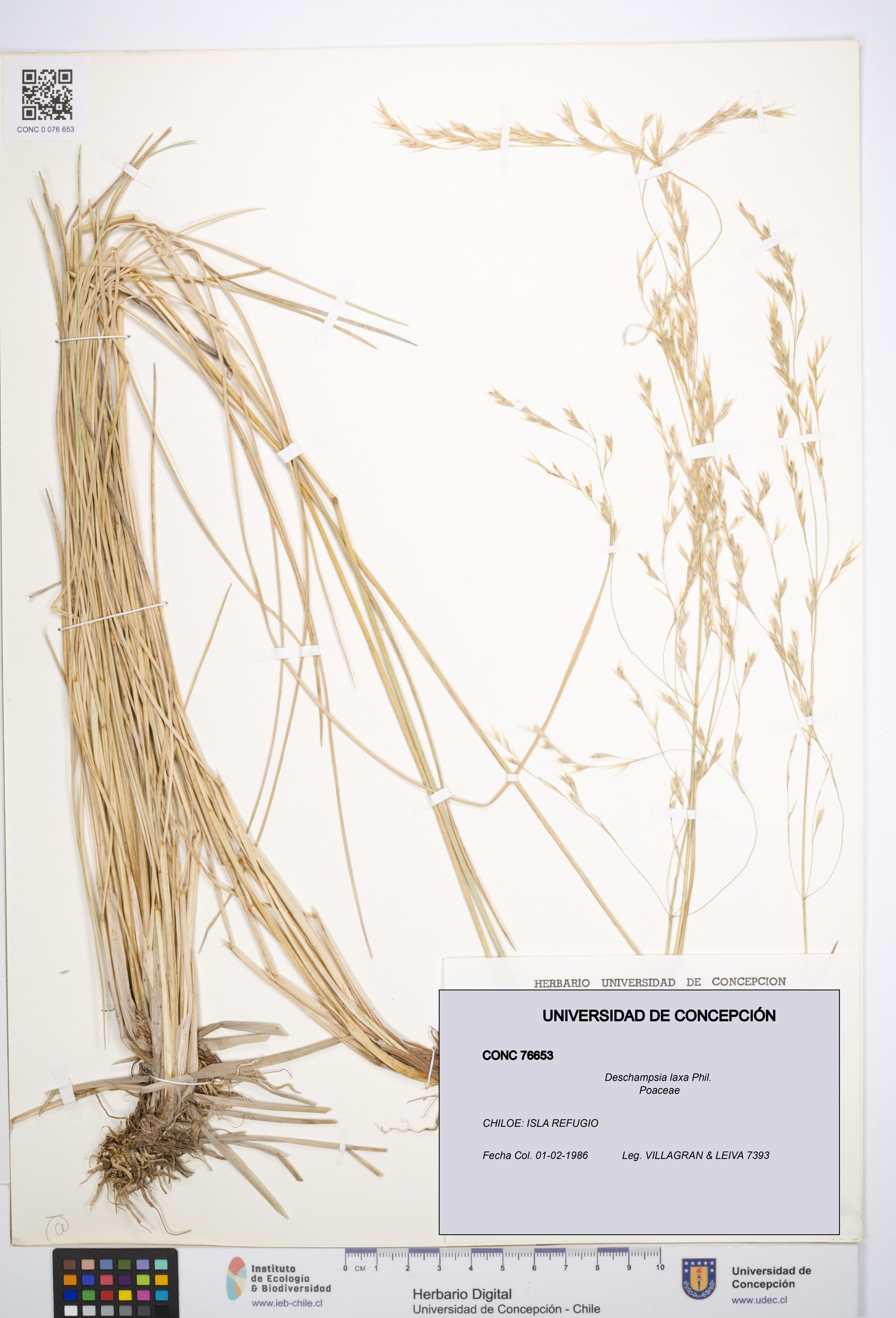 Deschampsia laxa [Espécimen: ]