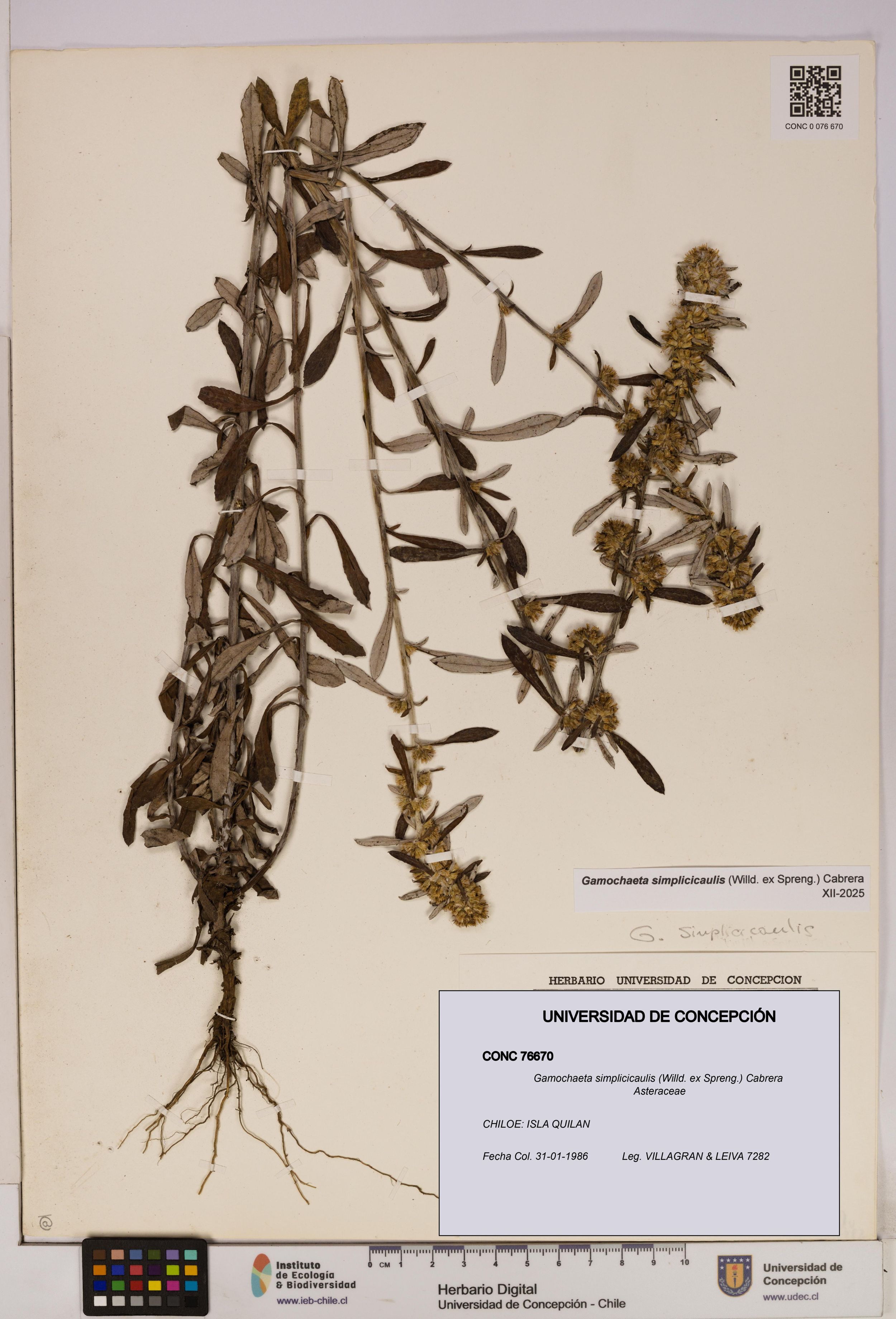 Gamochaeta simplicicaulis [Espécimen: ]