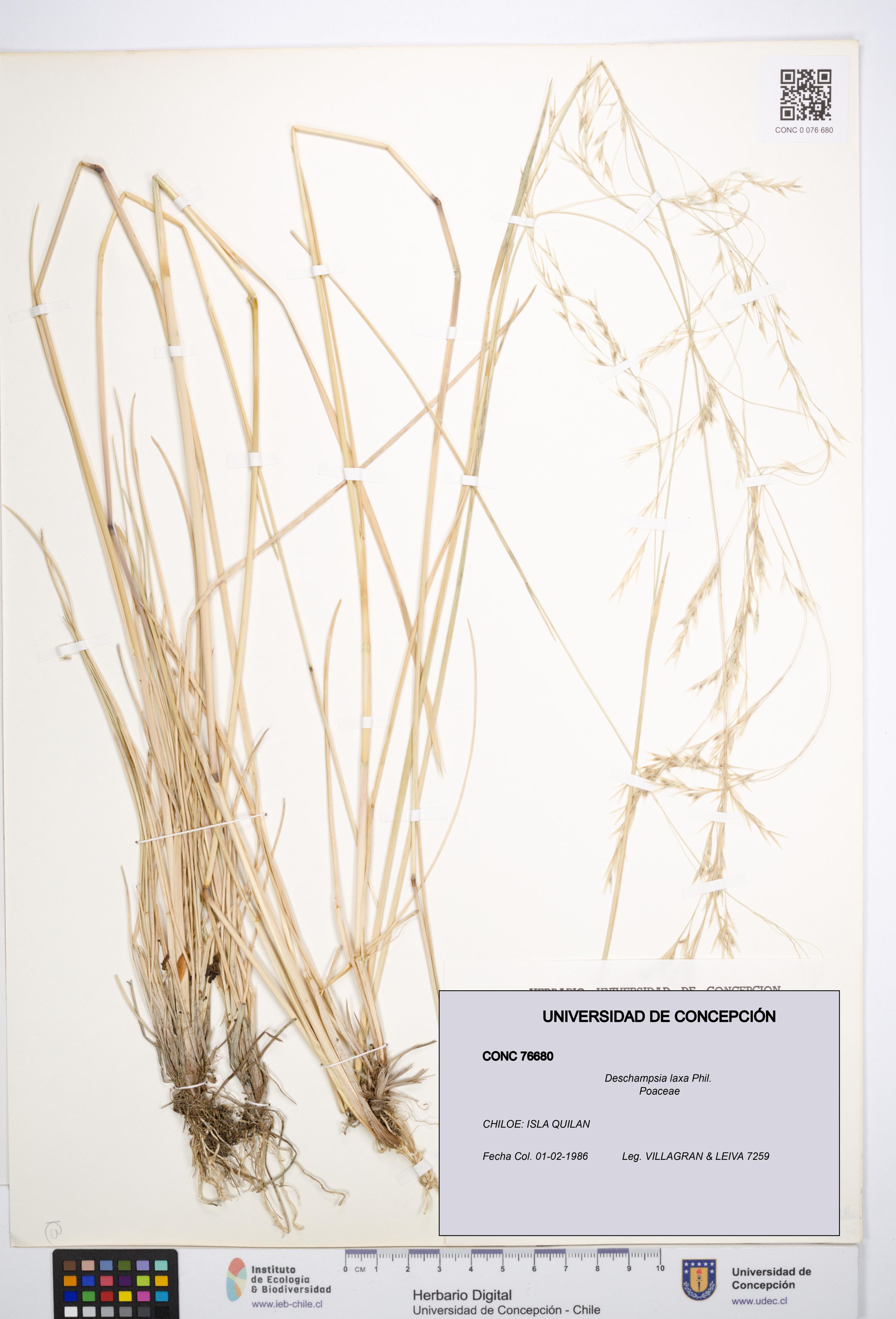 Deschampsia laxa [Espécimen: ]