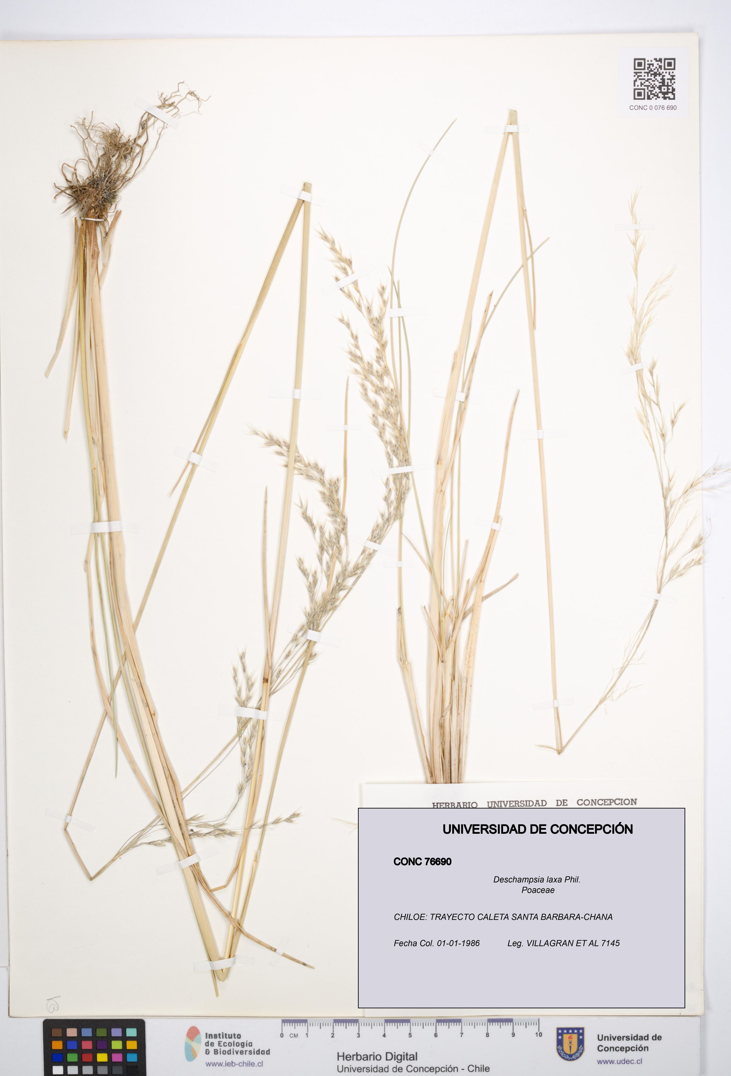 Deschampsia laxa [Espécimen: ]