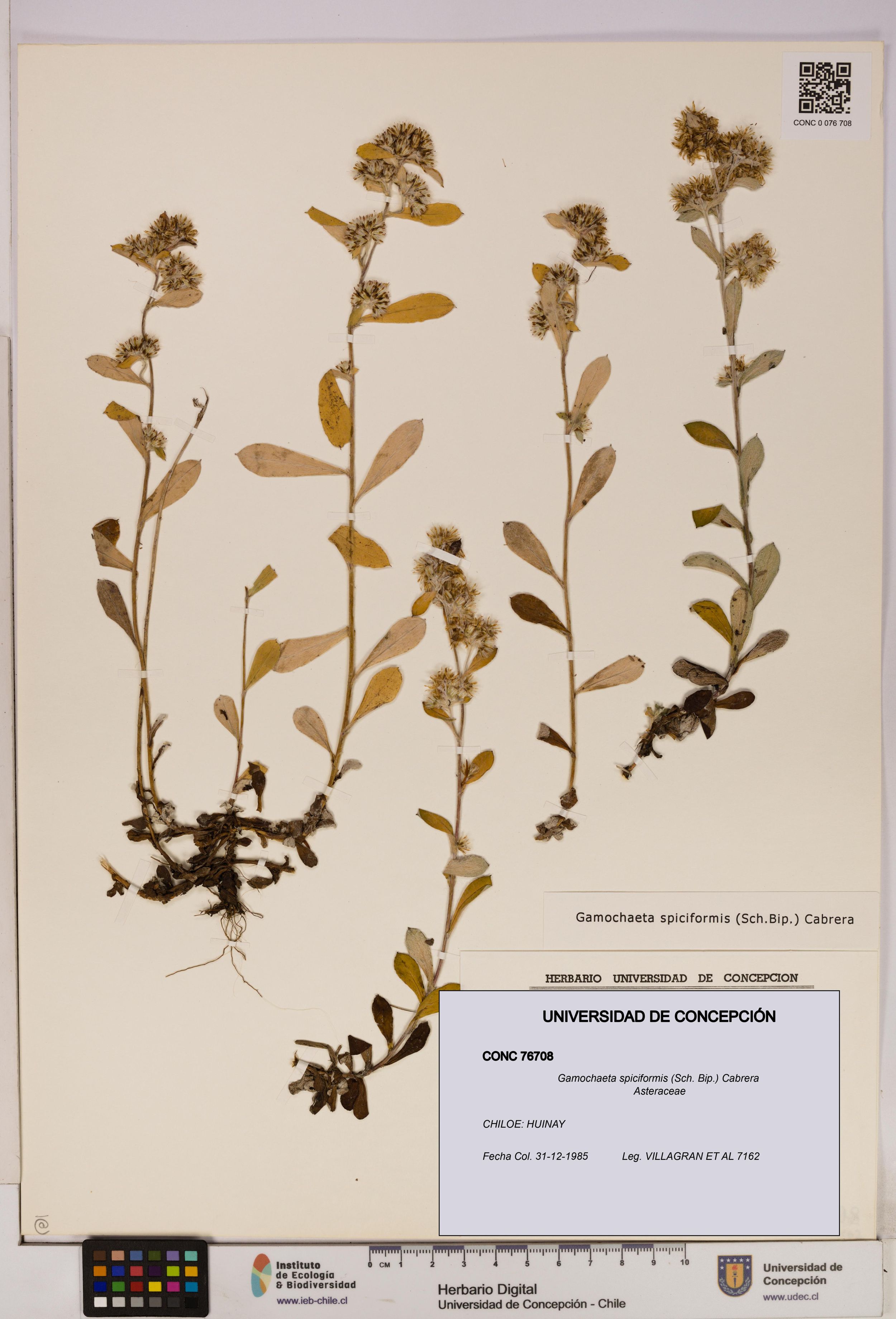 Gamochaeta spiciformis [Espécimen: ]