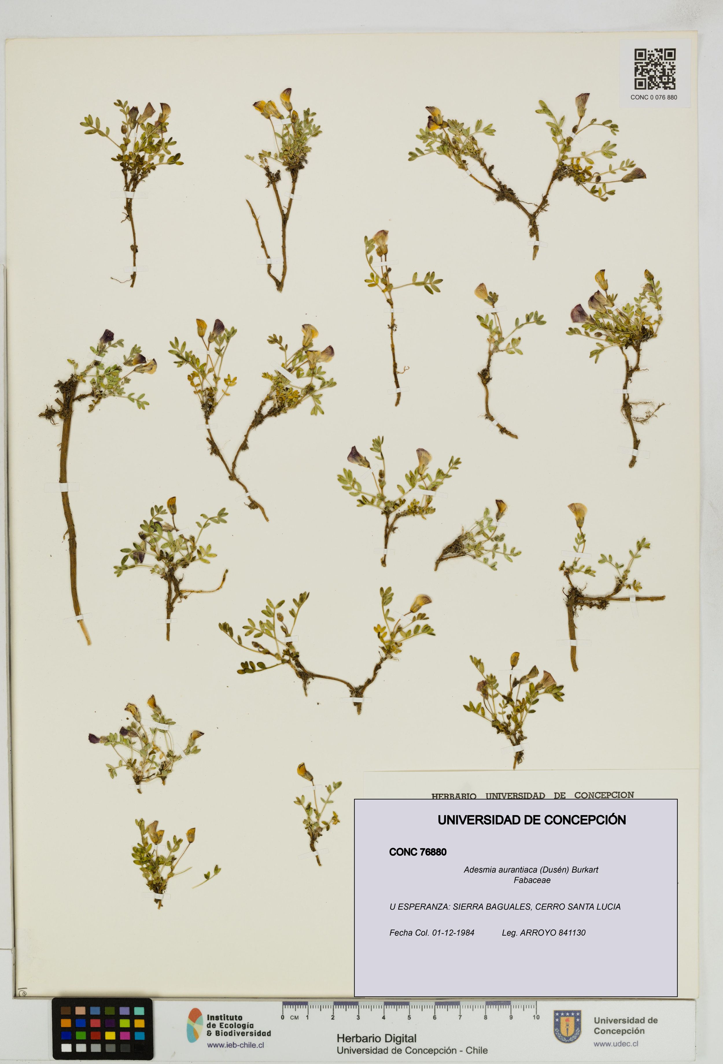 Adesmia aurantiaca [Espécimen: ]
