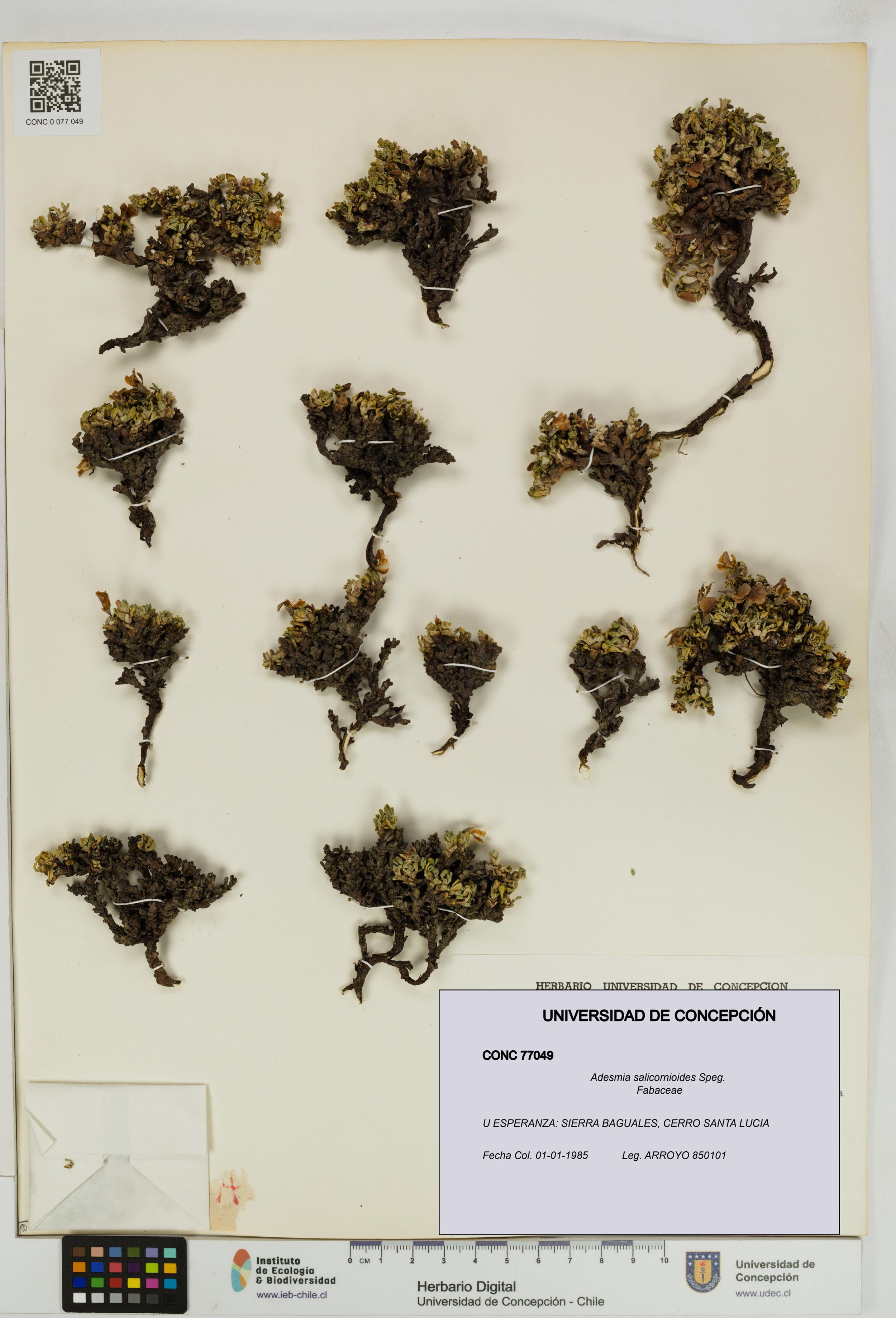 Adesmia salicornioides [Espécimen: ]