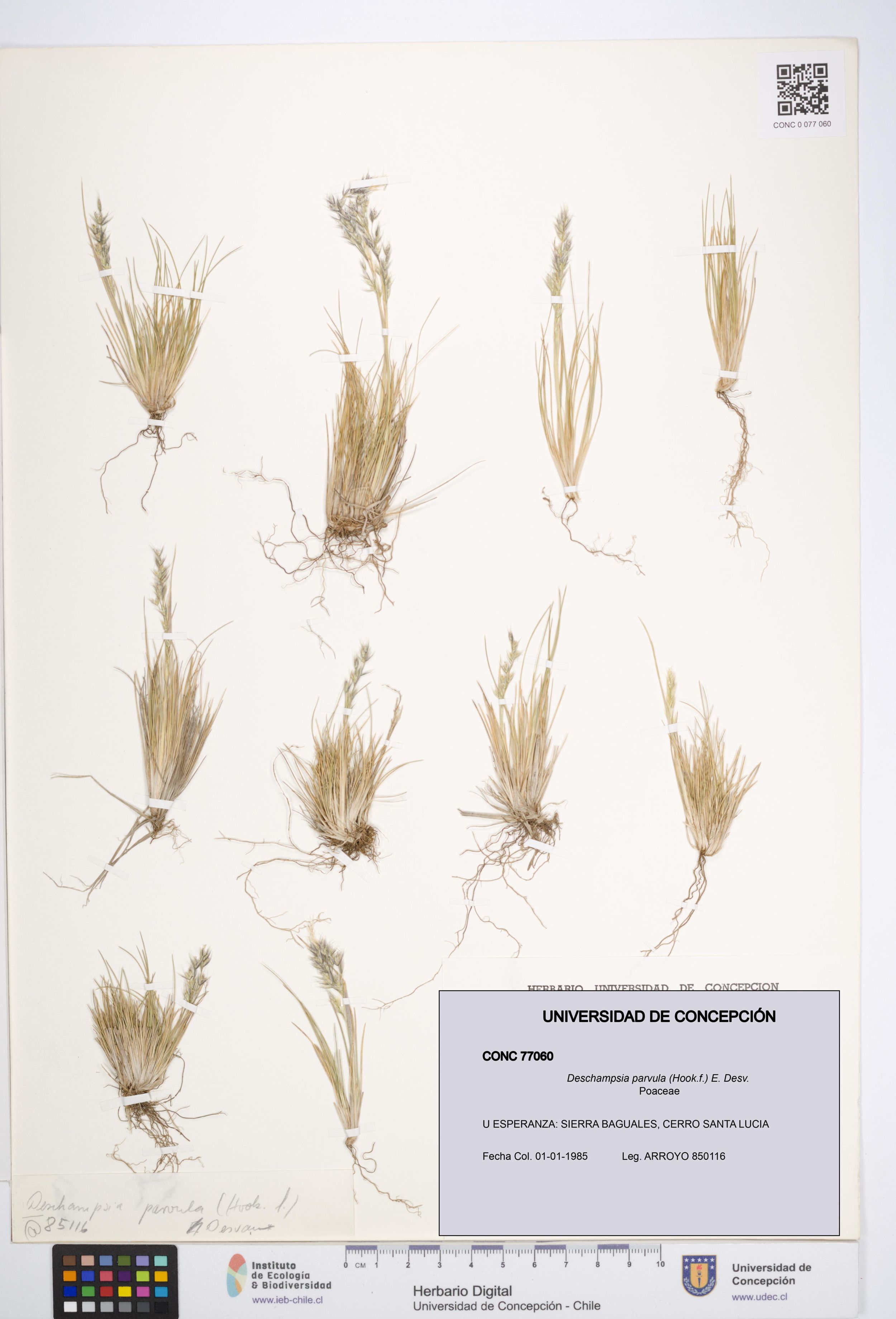 Deschampsia parvula [Espécimen: ]