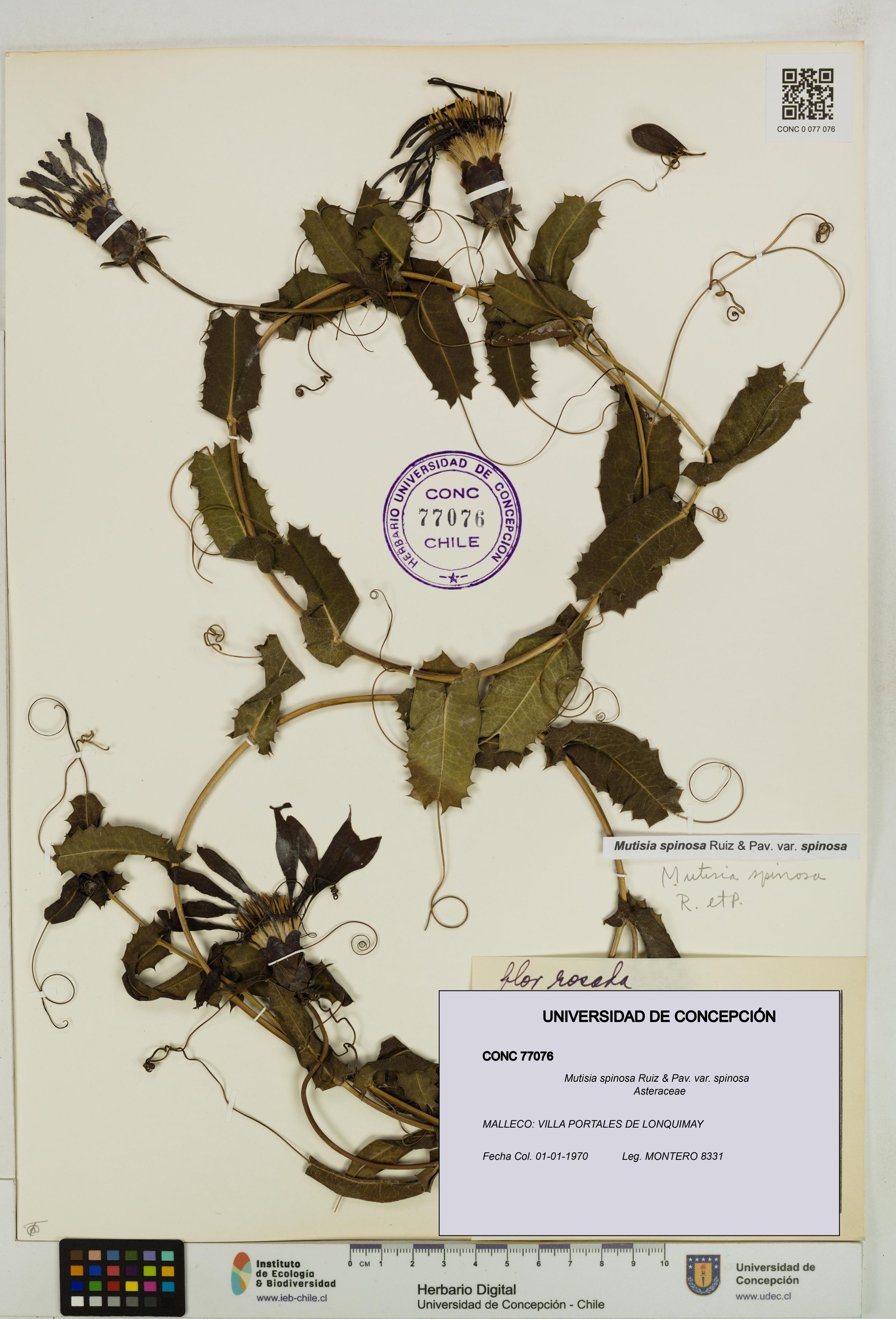 Mutisia spinosa var. spinosa [Espécimen: ]
