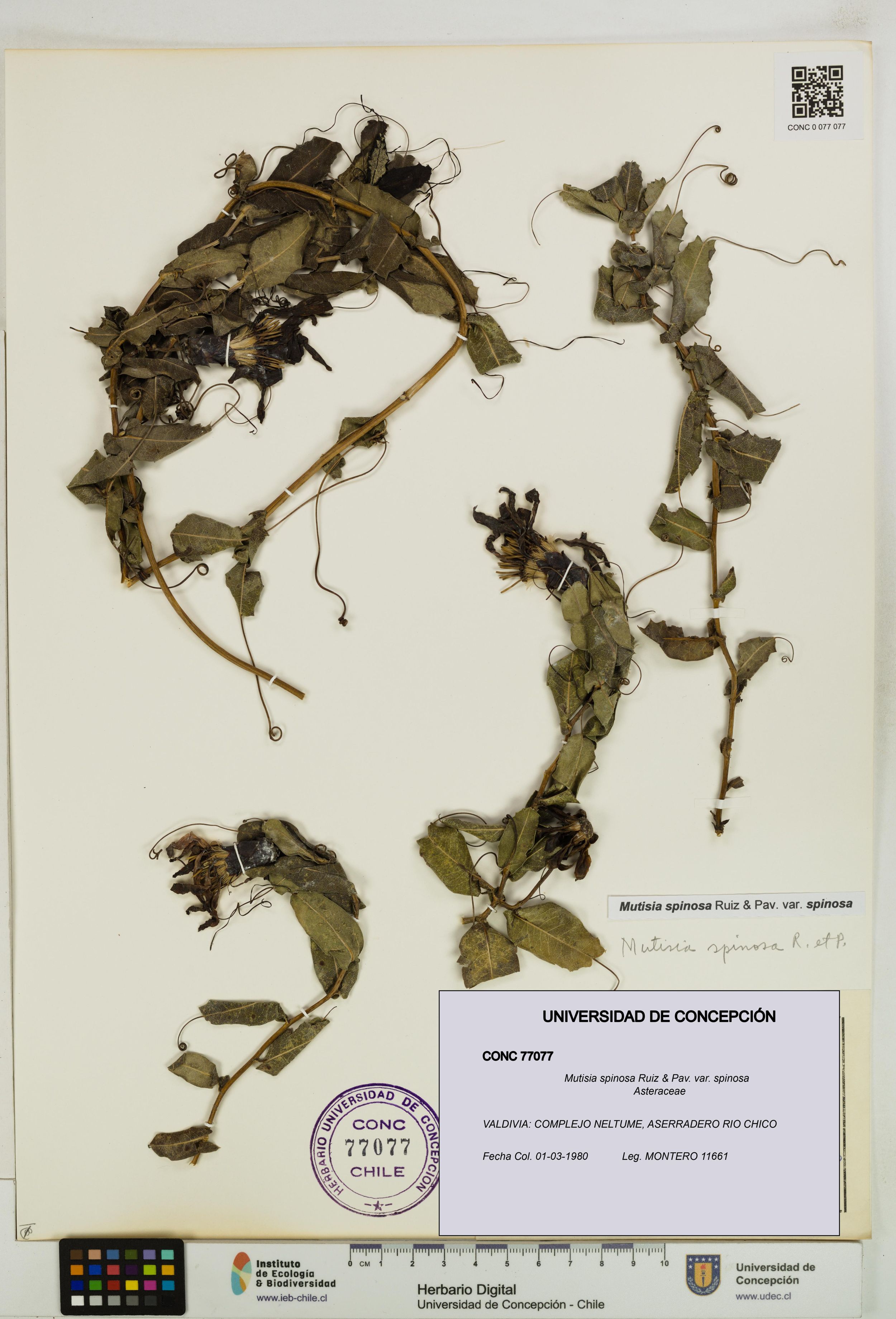 Mutisia spinosa var. spinosa [Espécimen: ]