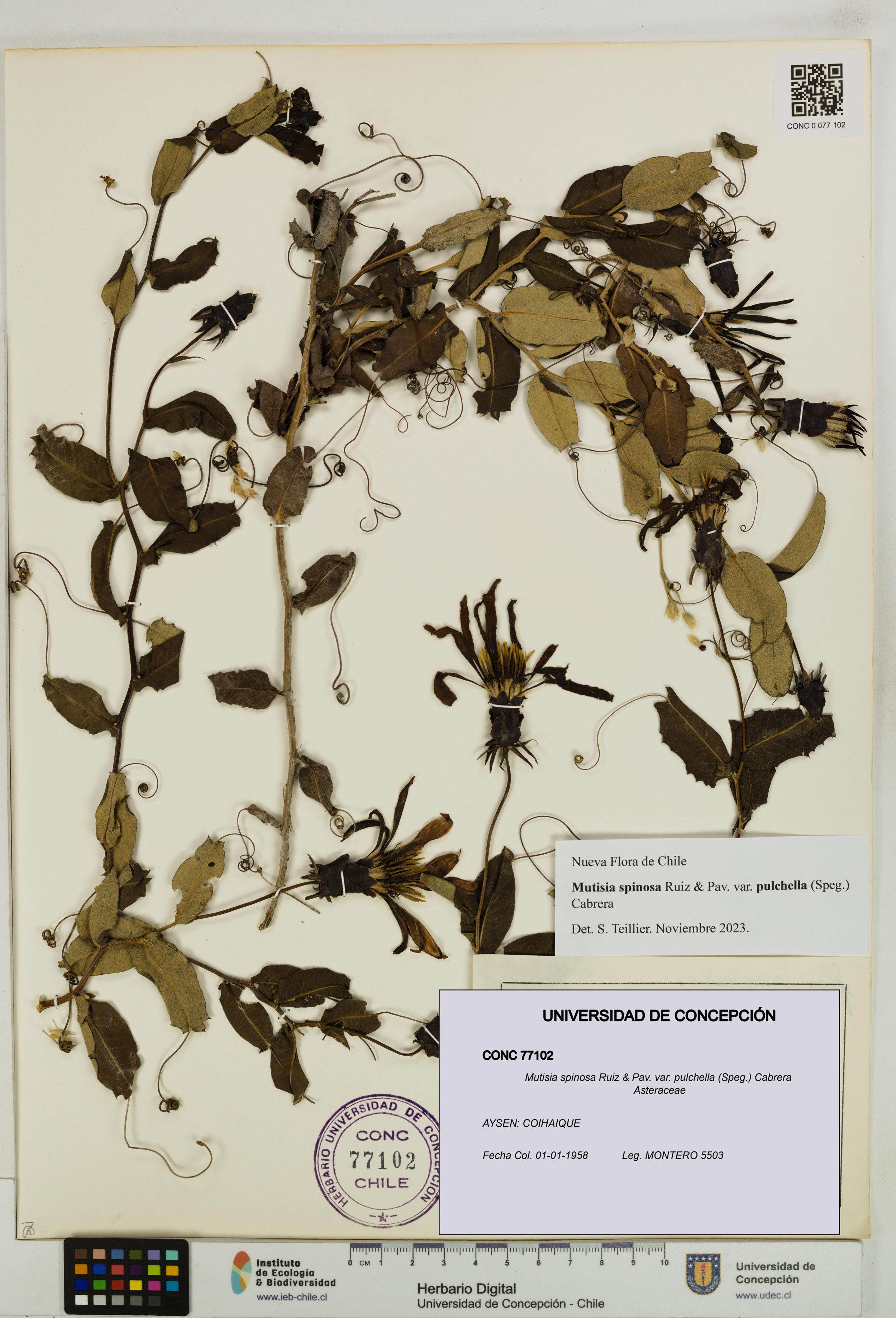 Mutisia spinosa var. pulchella [Espécimen: ]