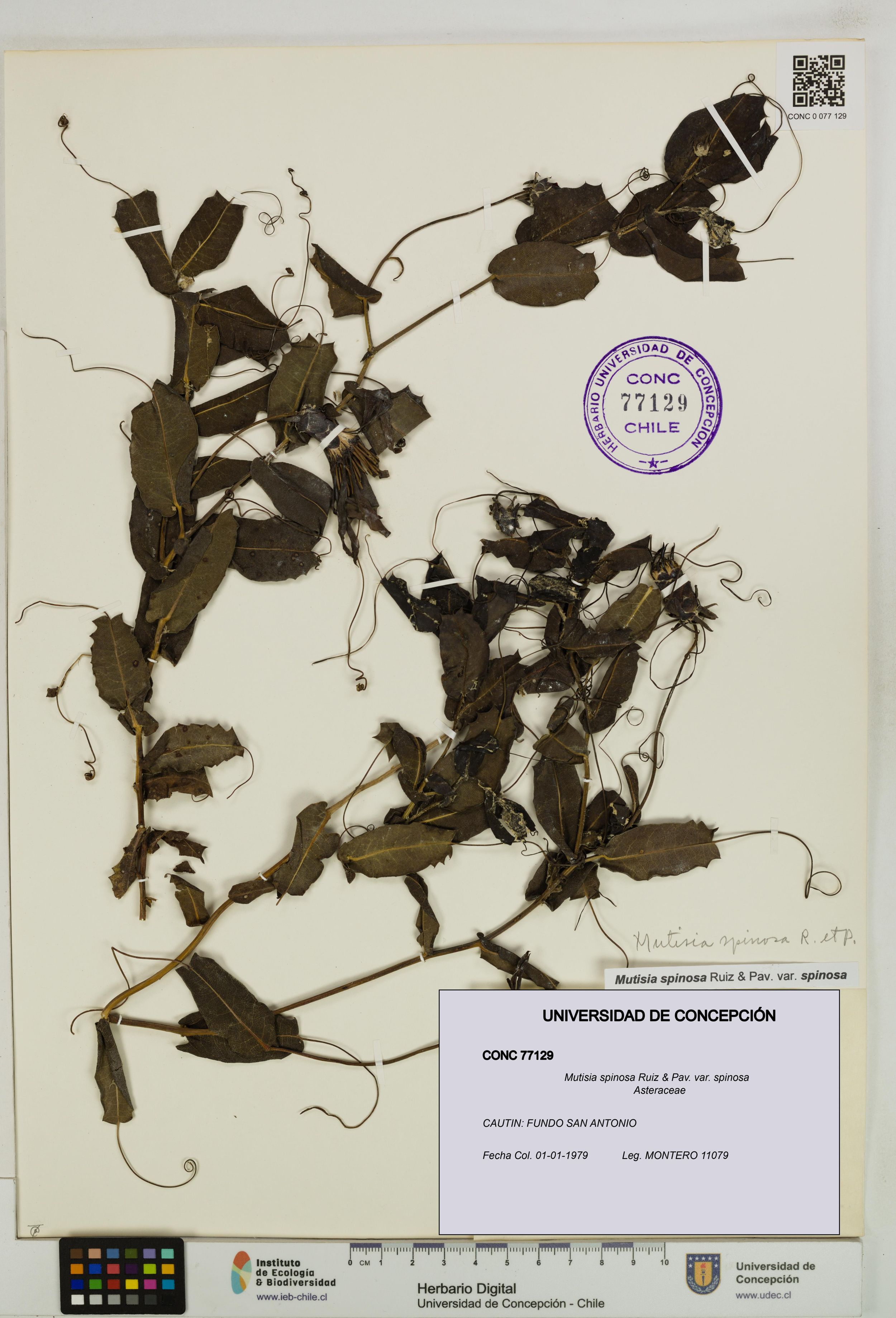 Mutisia spinosa var. spinosa [Espécimen: ]