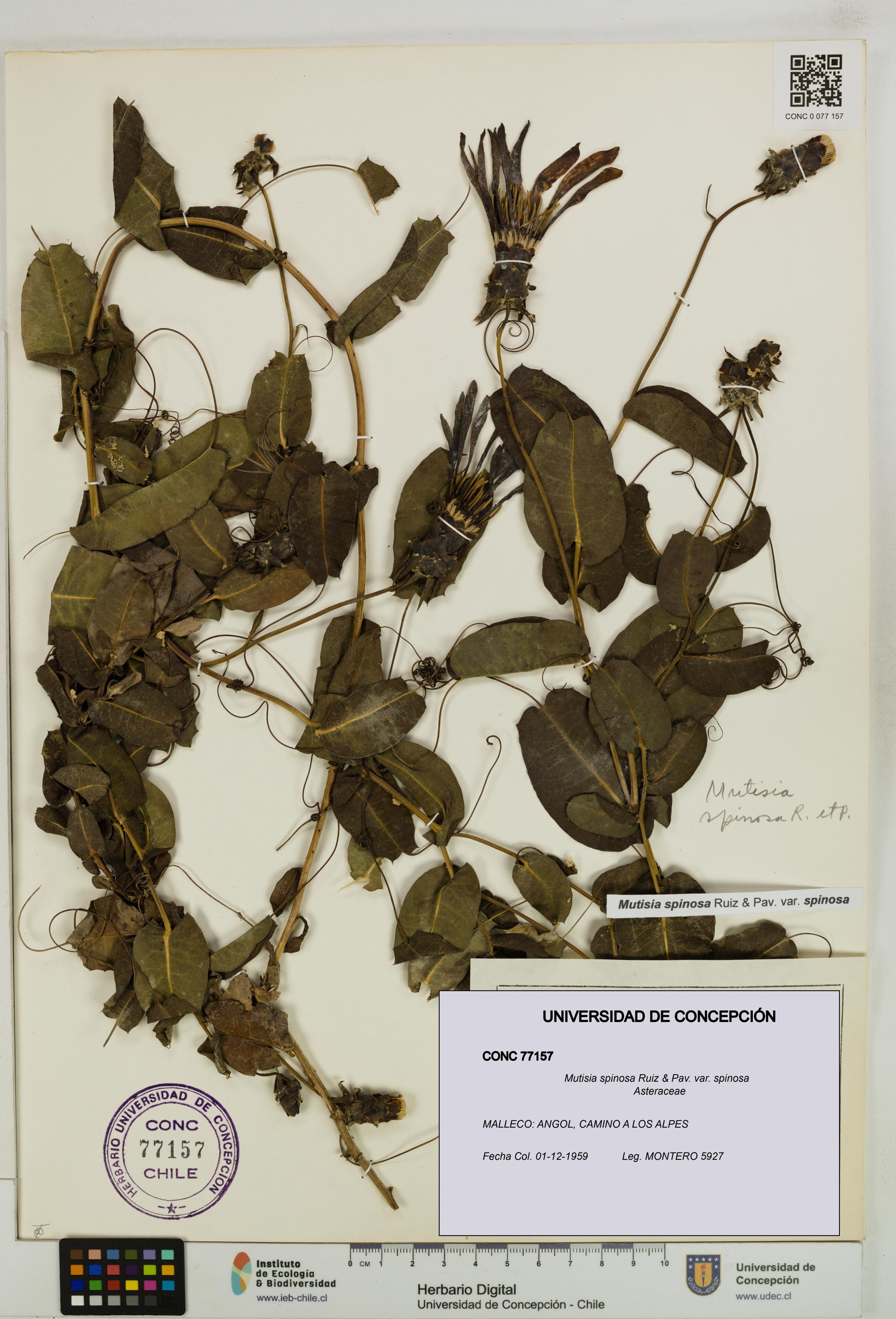 Mutisia spinosa var. spinosa [Espécimen: ]
