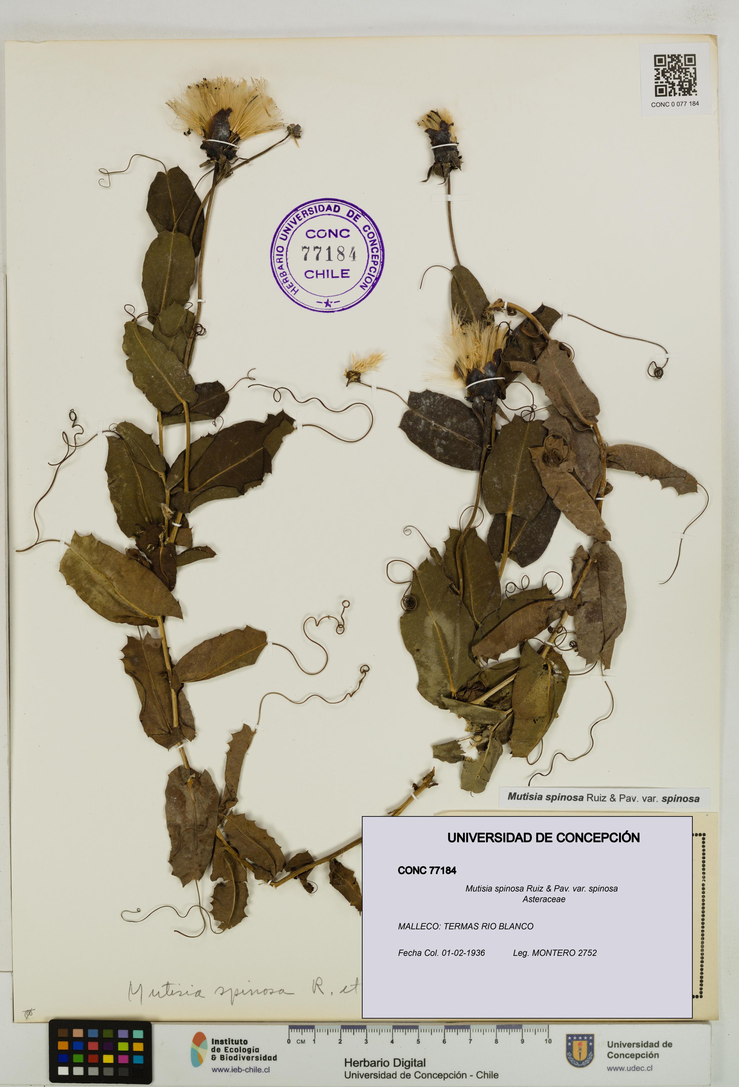 Mutisia spinosa var. spinosa [Espécimen: ]