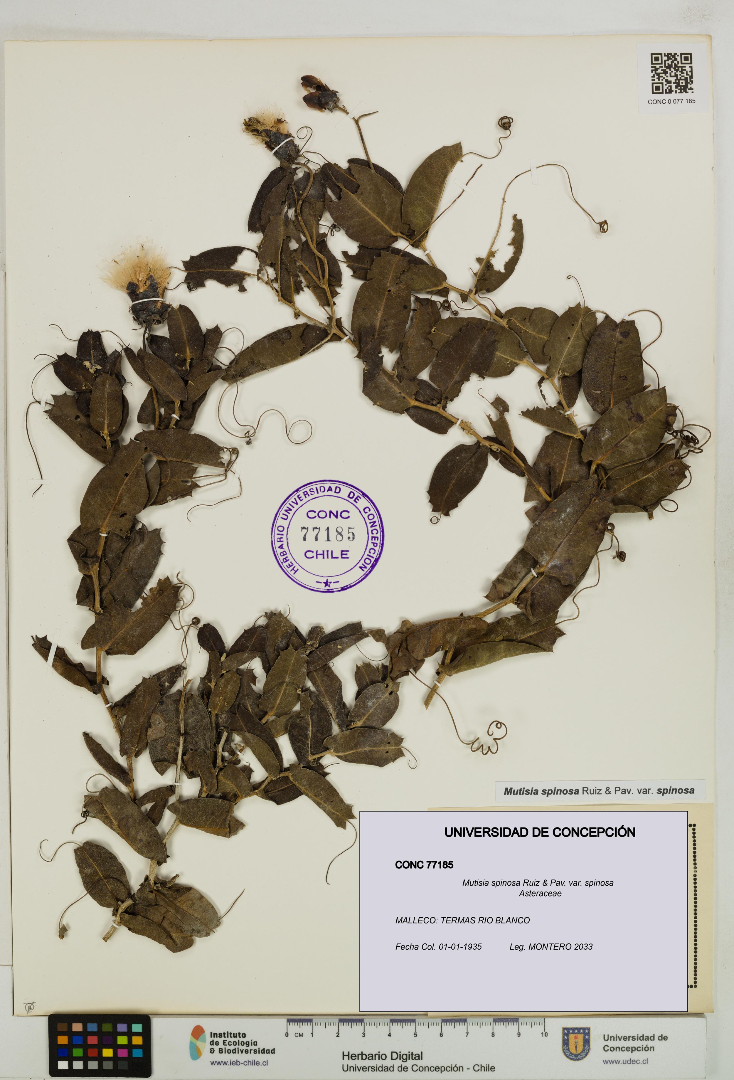 Mutisia spinosa var. spinosa [Espécimen: ]