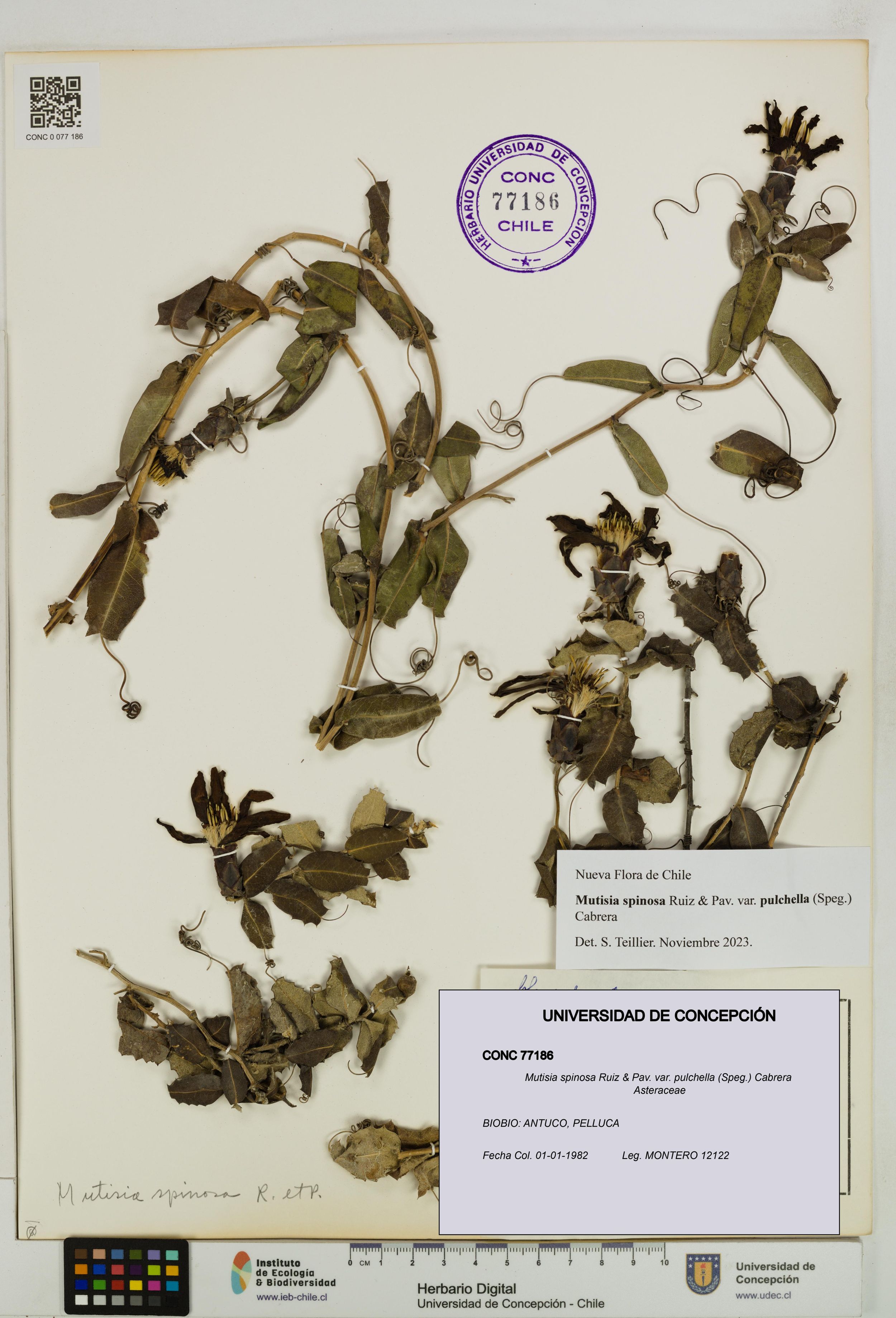 Mutisia spinosa var. pulchella [Espécimen: ]