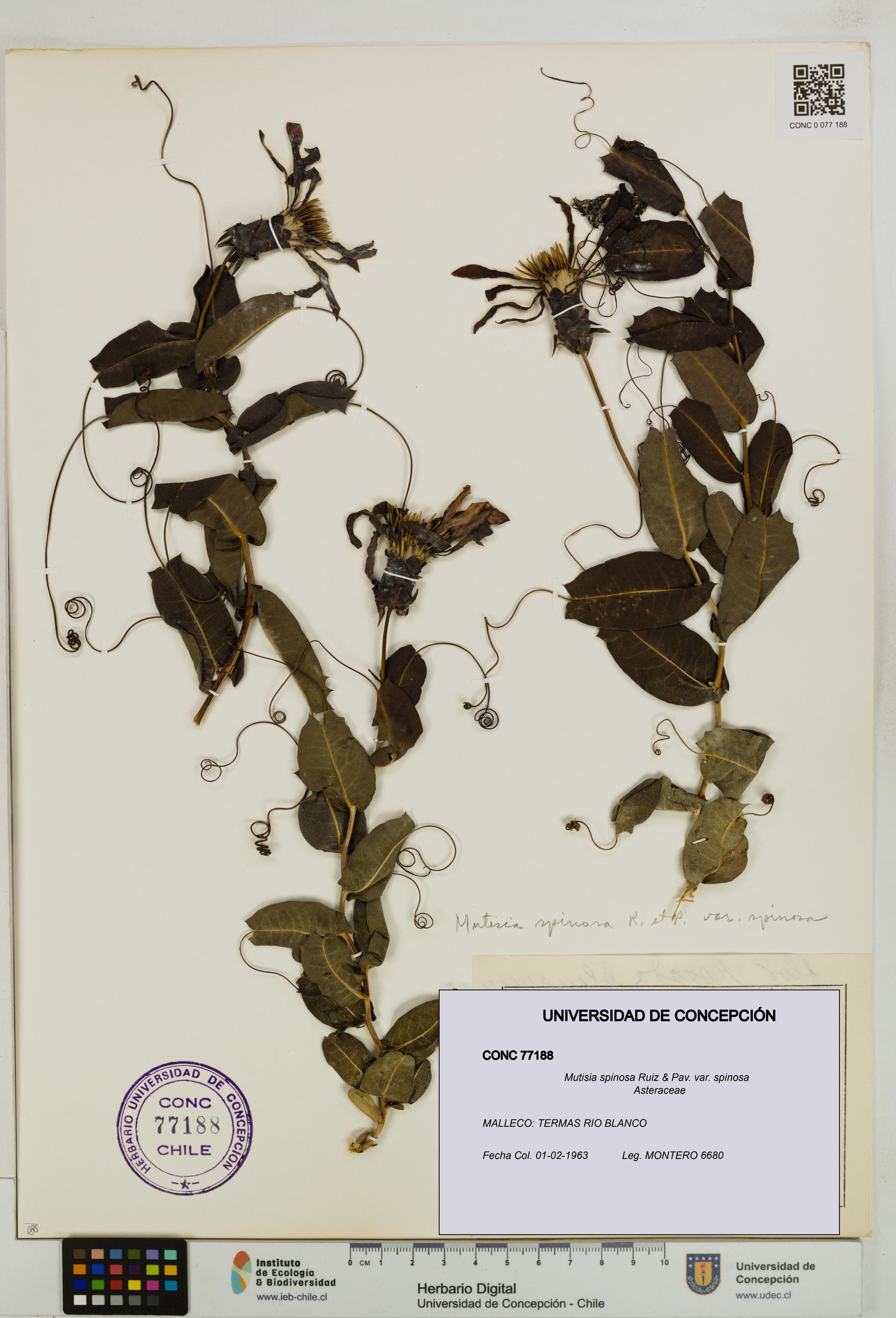 Mutisia spinosa var. spinosa [Espécimen: ]
