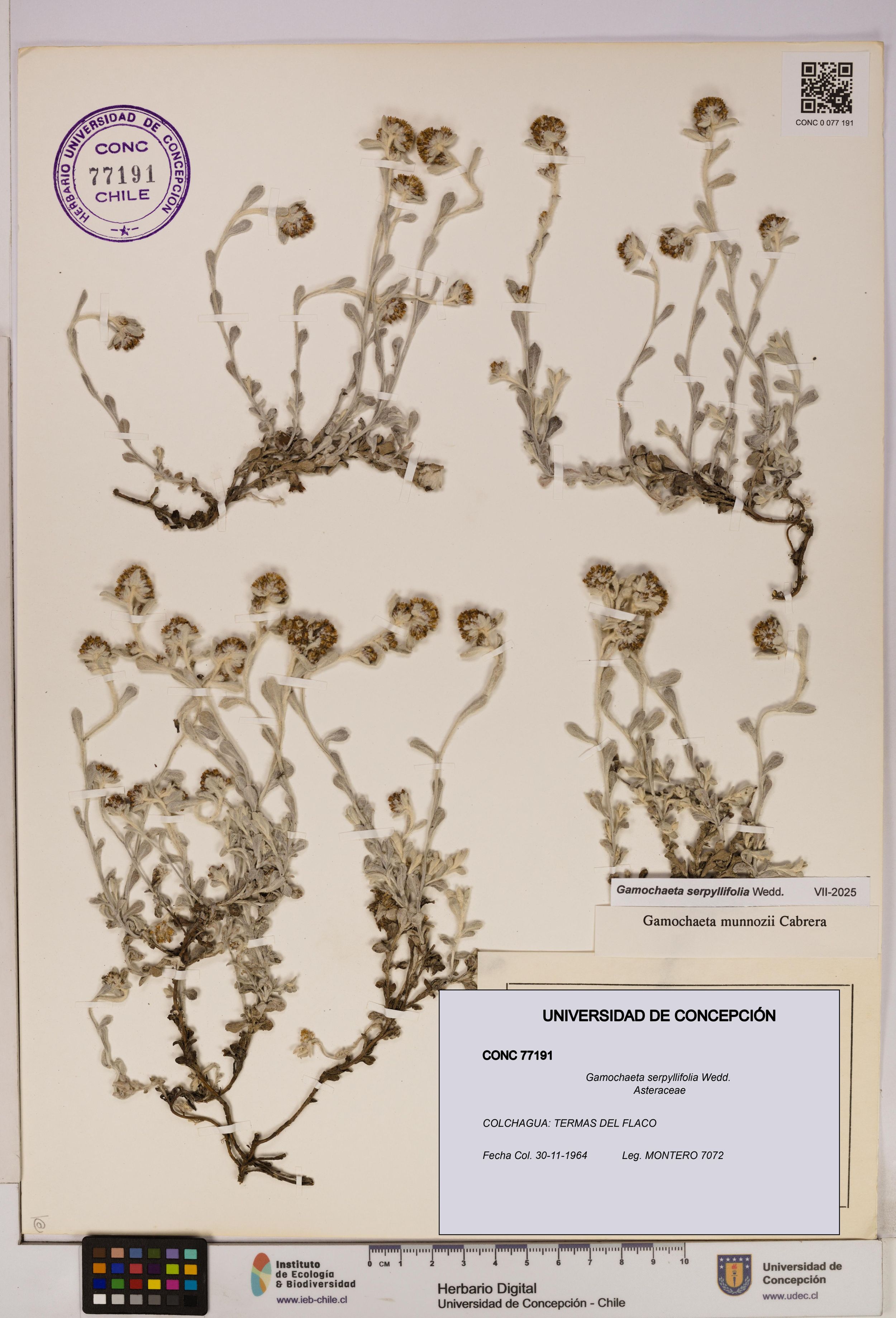 Gamochaeta serpyllifolia [Espécimen: ]