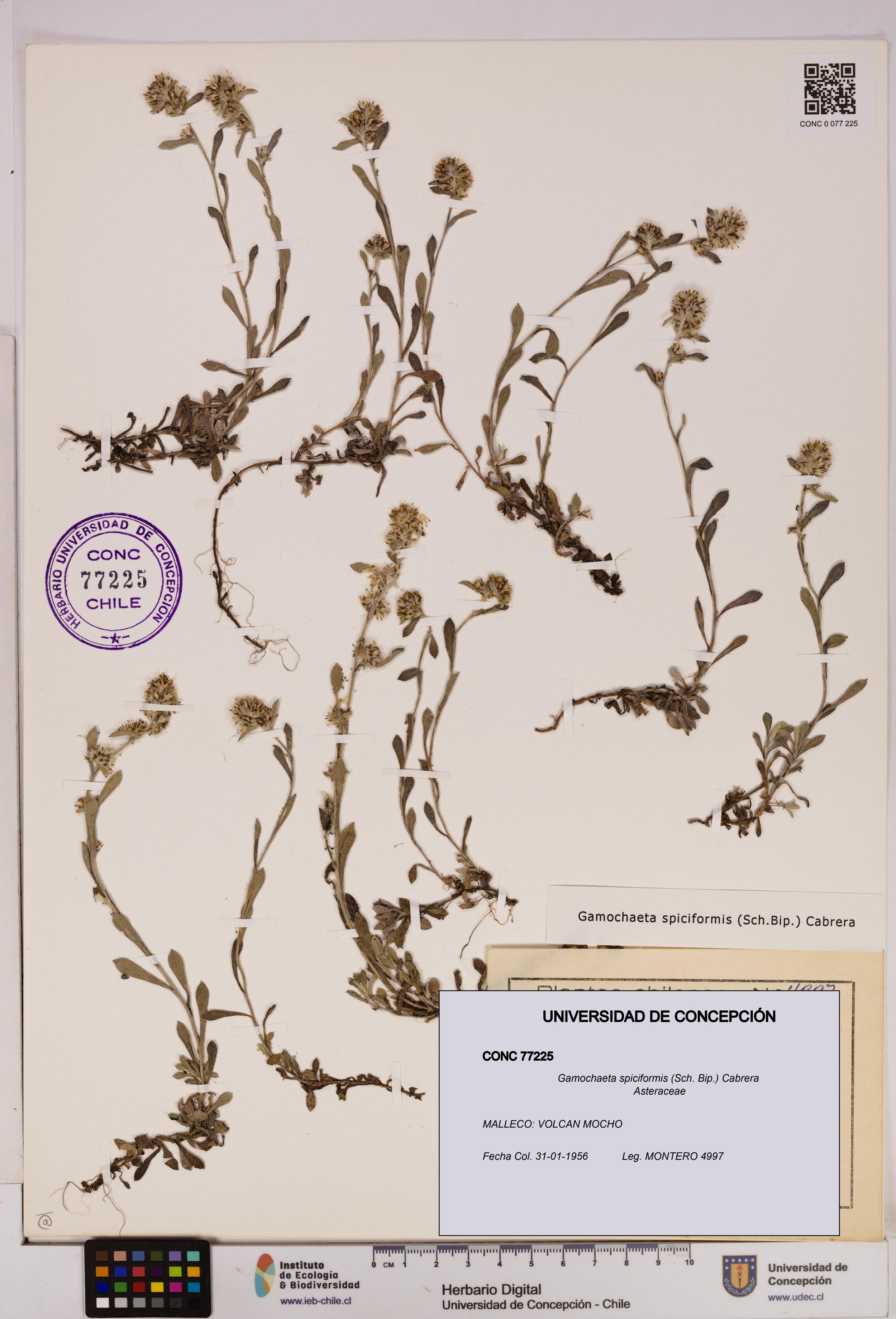Gamochaeta spiciformis [Espécimen: ]