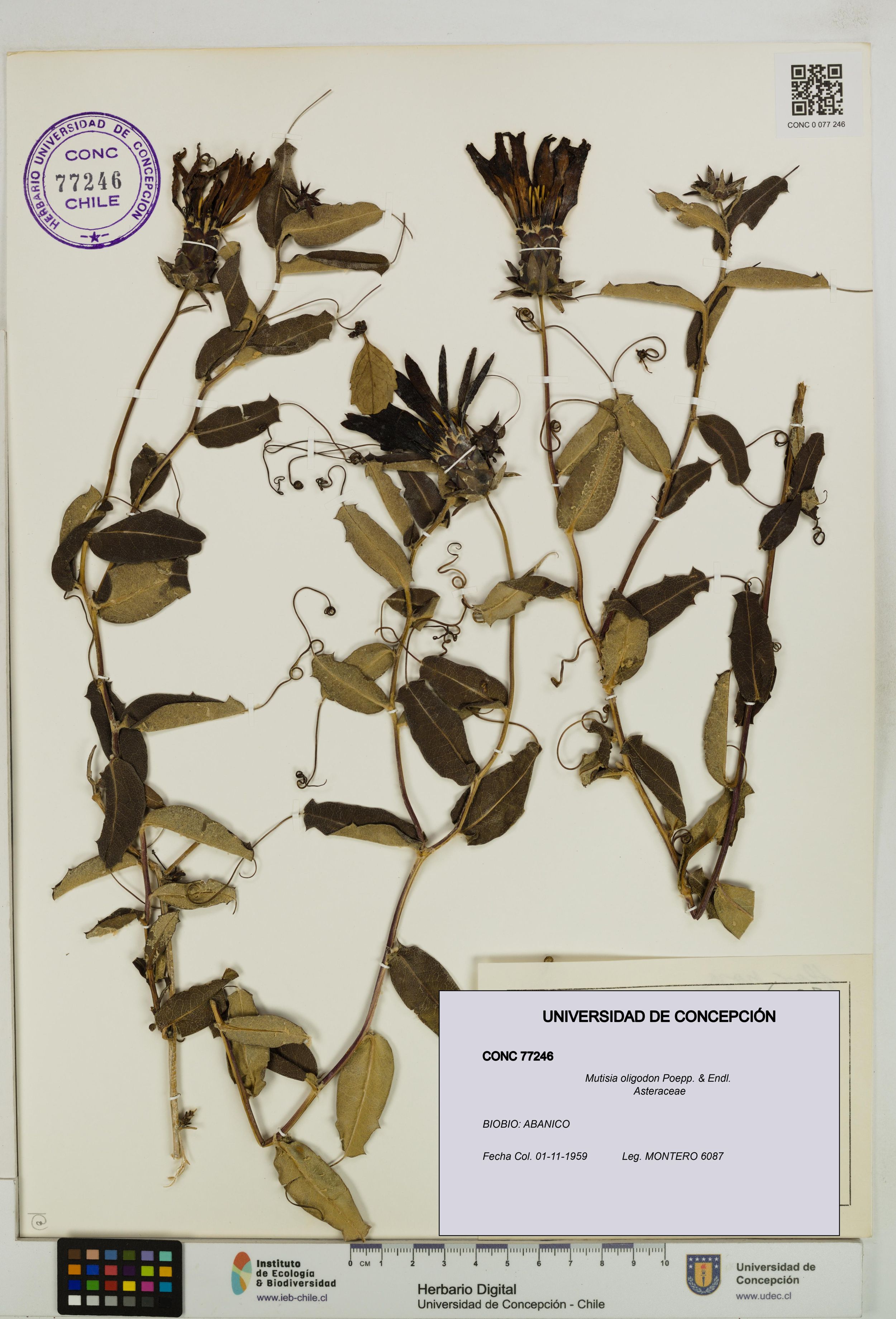 Mutisia oligodon [Espécimen: ]