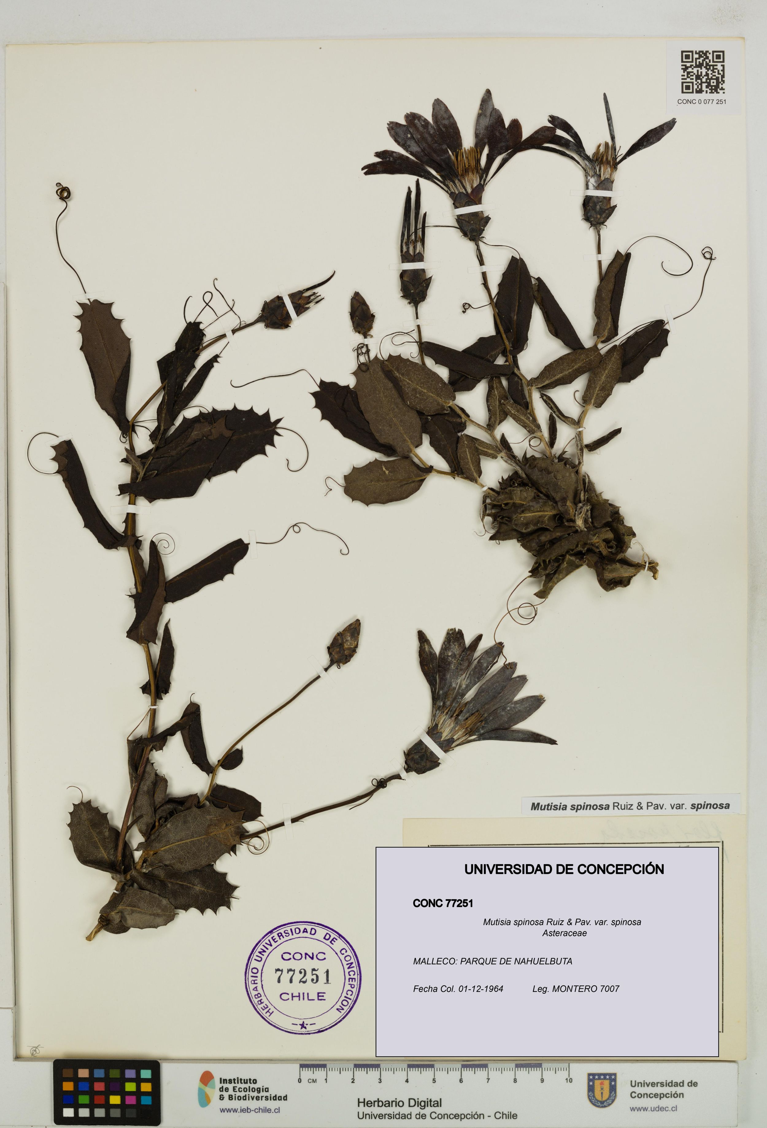 Mutisia spinosa var. spinosa [Espécimen: ]