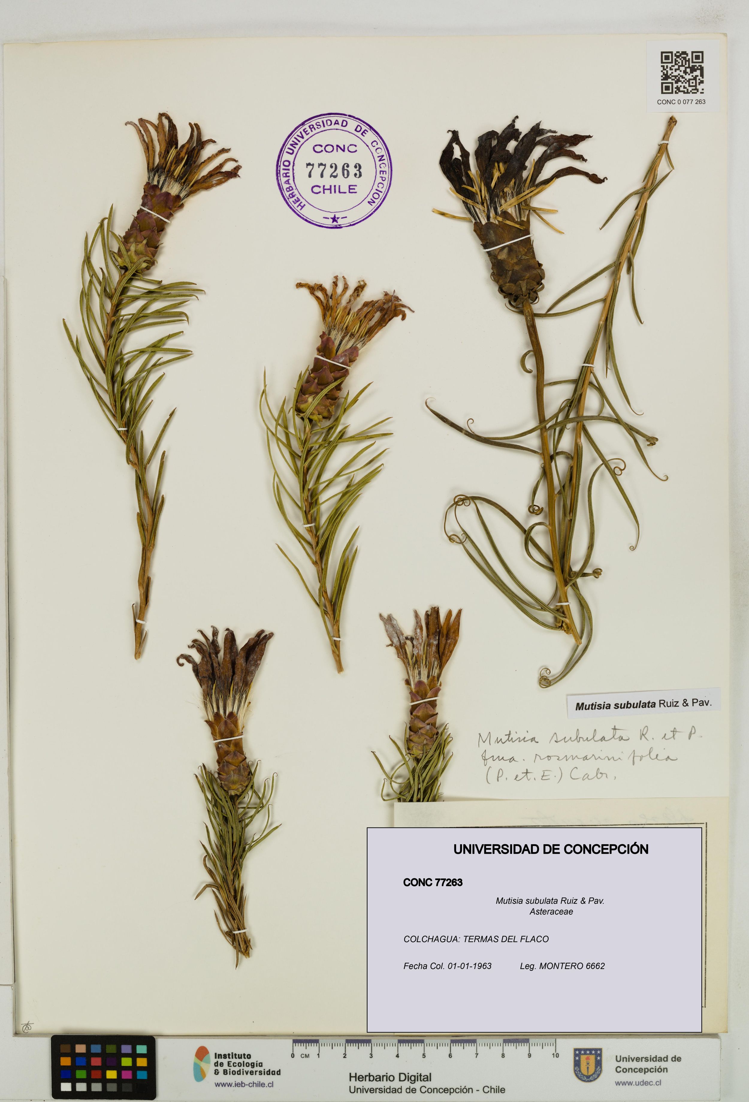 Mutisia subulata [Espécimen: ]