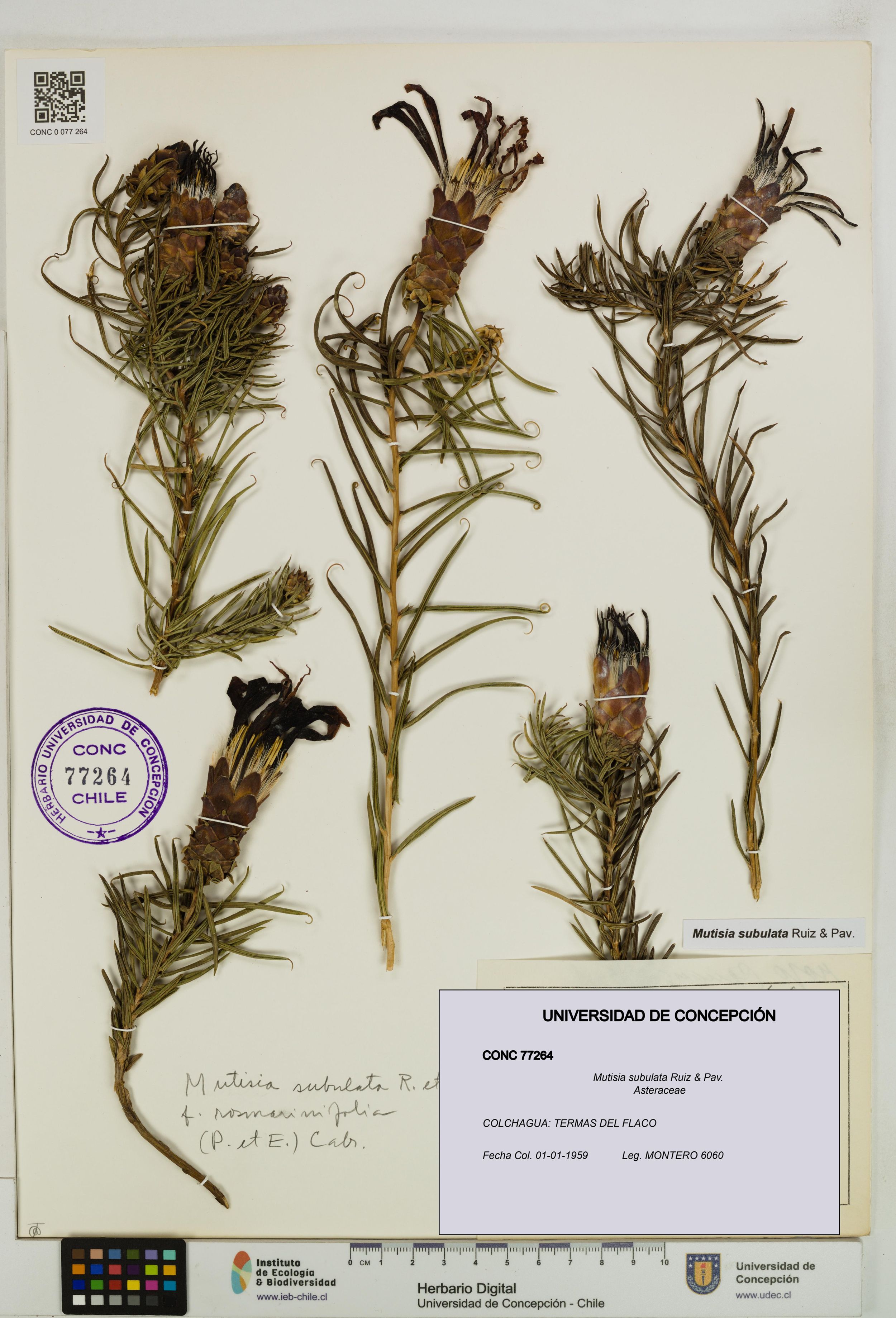 Mutisia subulata [Espécimen: ]