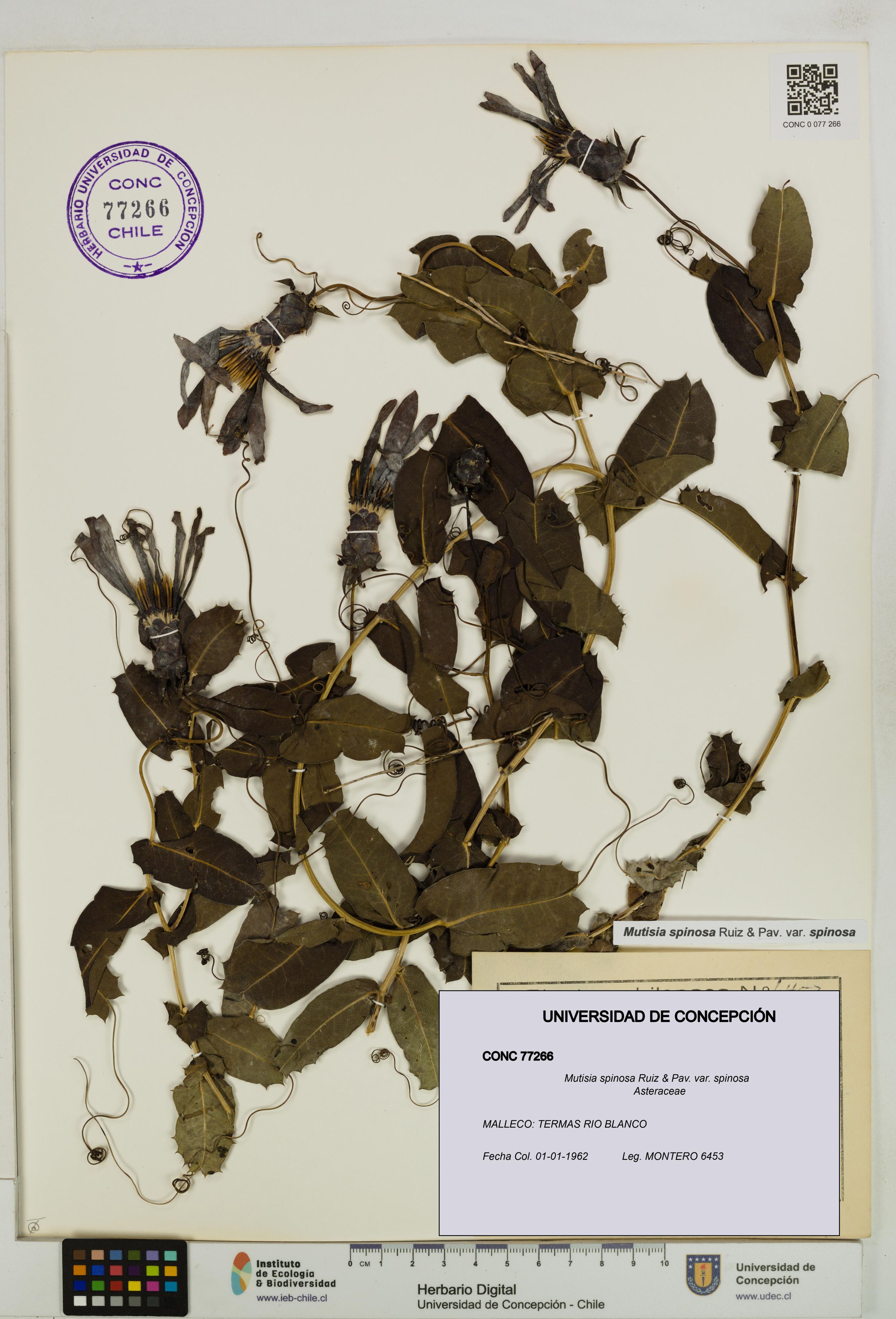 Mutisia spinosa var. spinosa [Espécimen: ]
