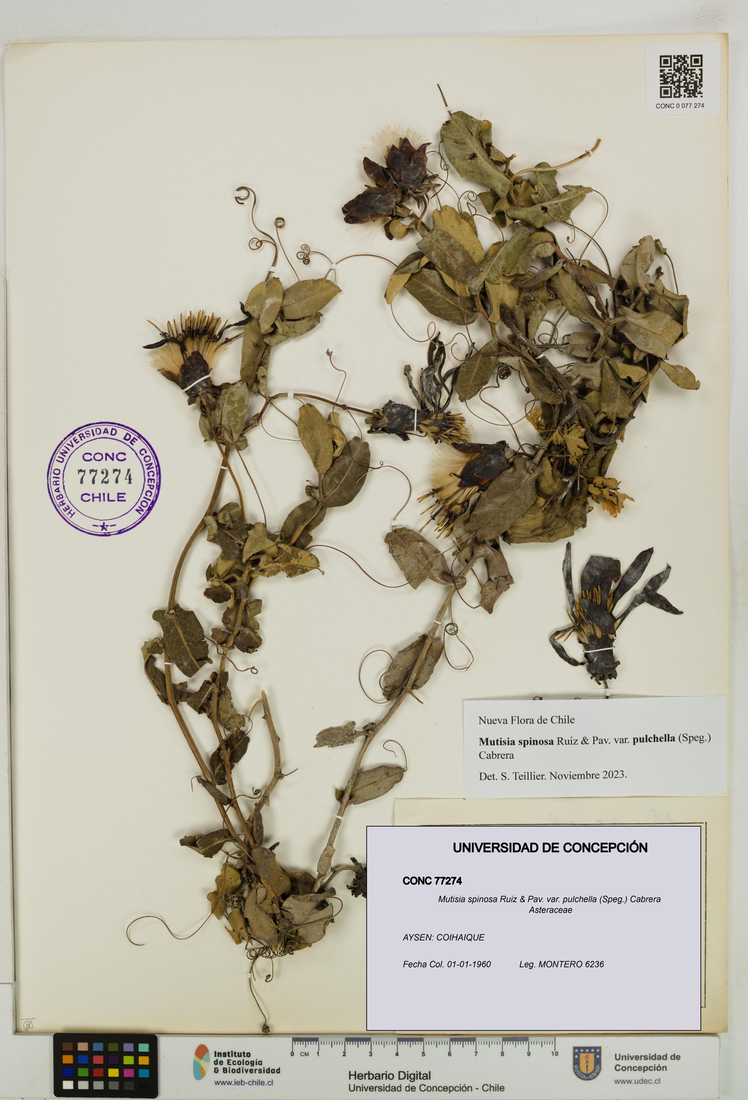 Mutisia spinosa var. pulchella [Espécimen: ]