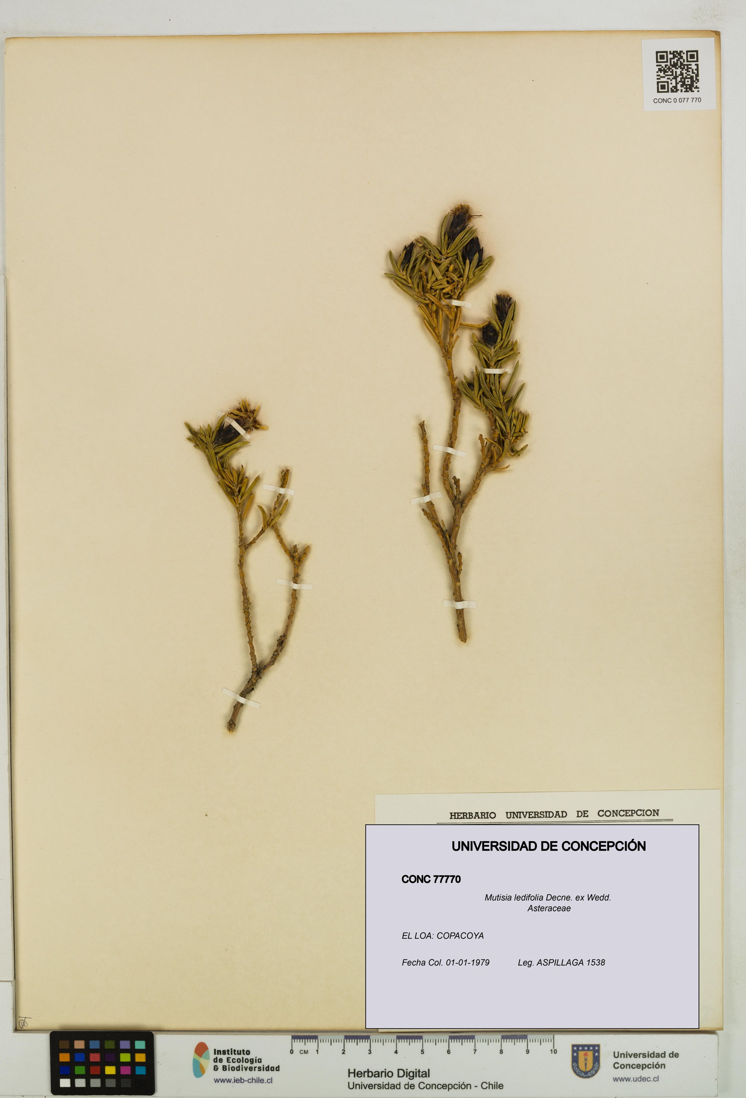 Mutisia ledifolia [Espécimen: ]