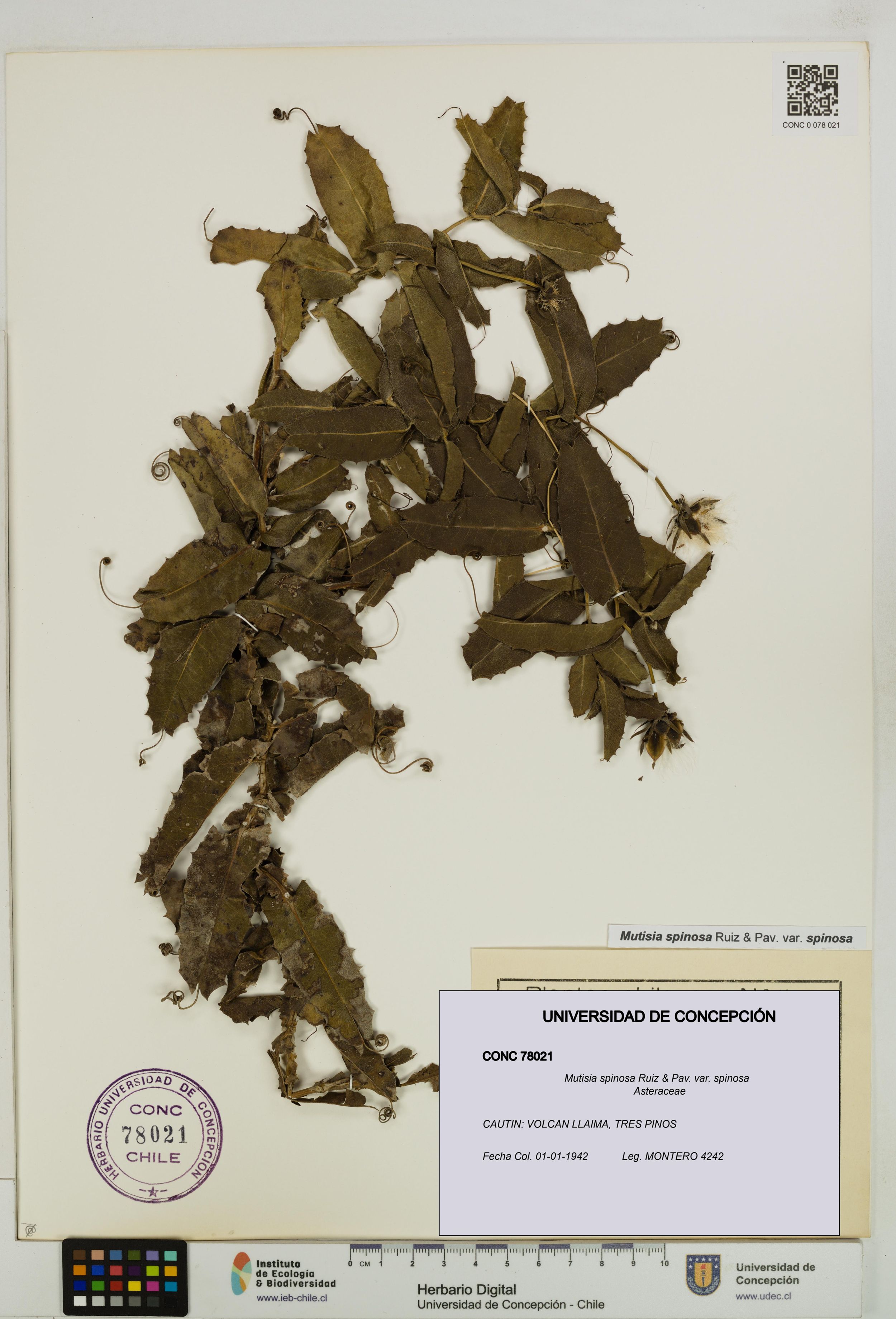 Mutisia spinosa var. spinosa [Espécimen: ]