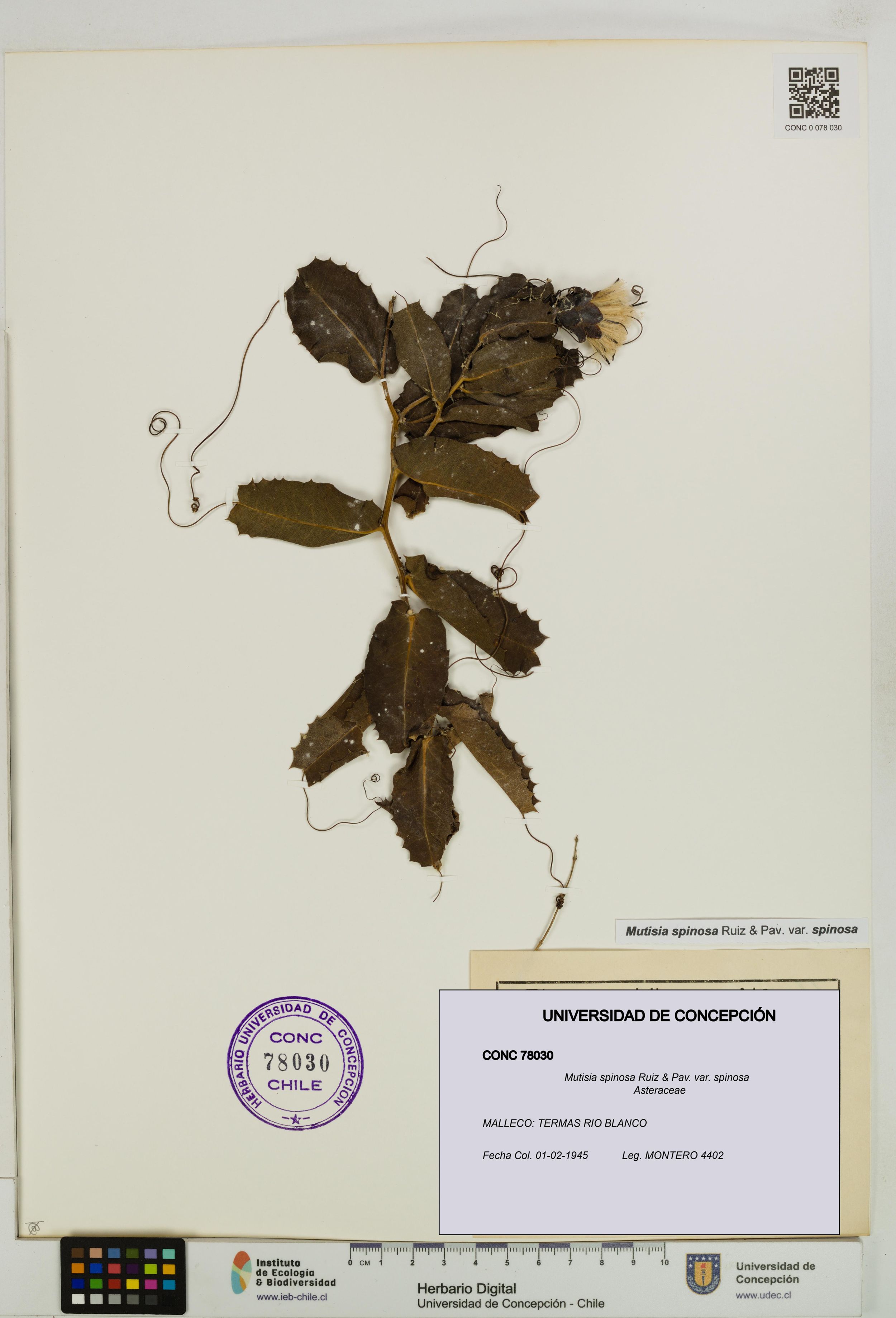 Mutisia spinosa var. spinosa [Espécimen: ]