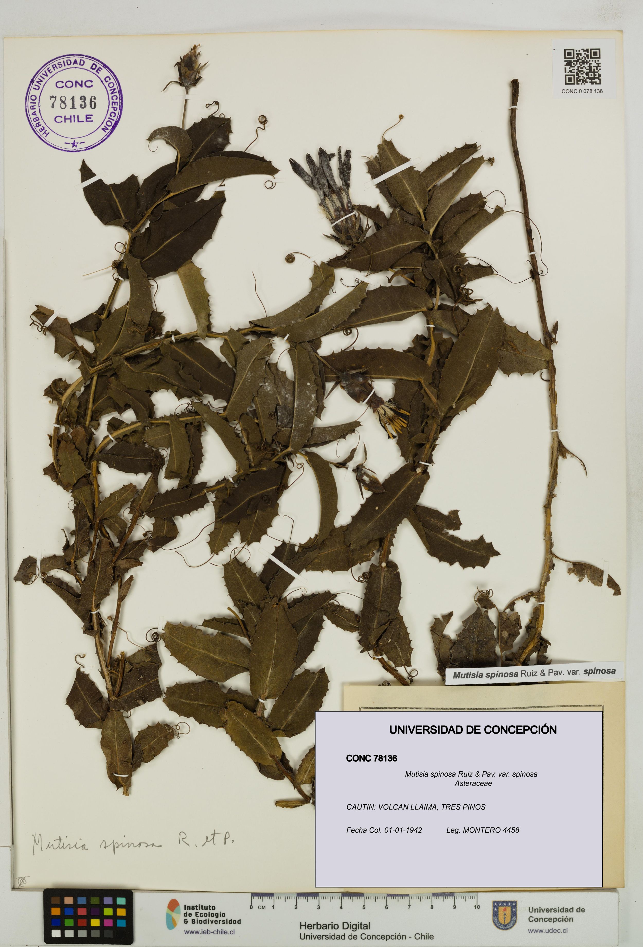 Mutisia spinosa var. spinosa [Espécimen: ]