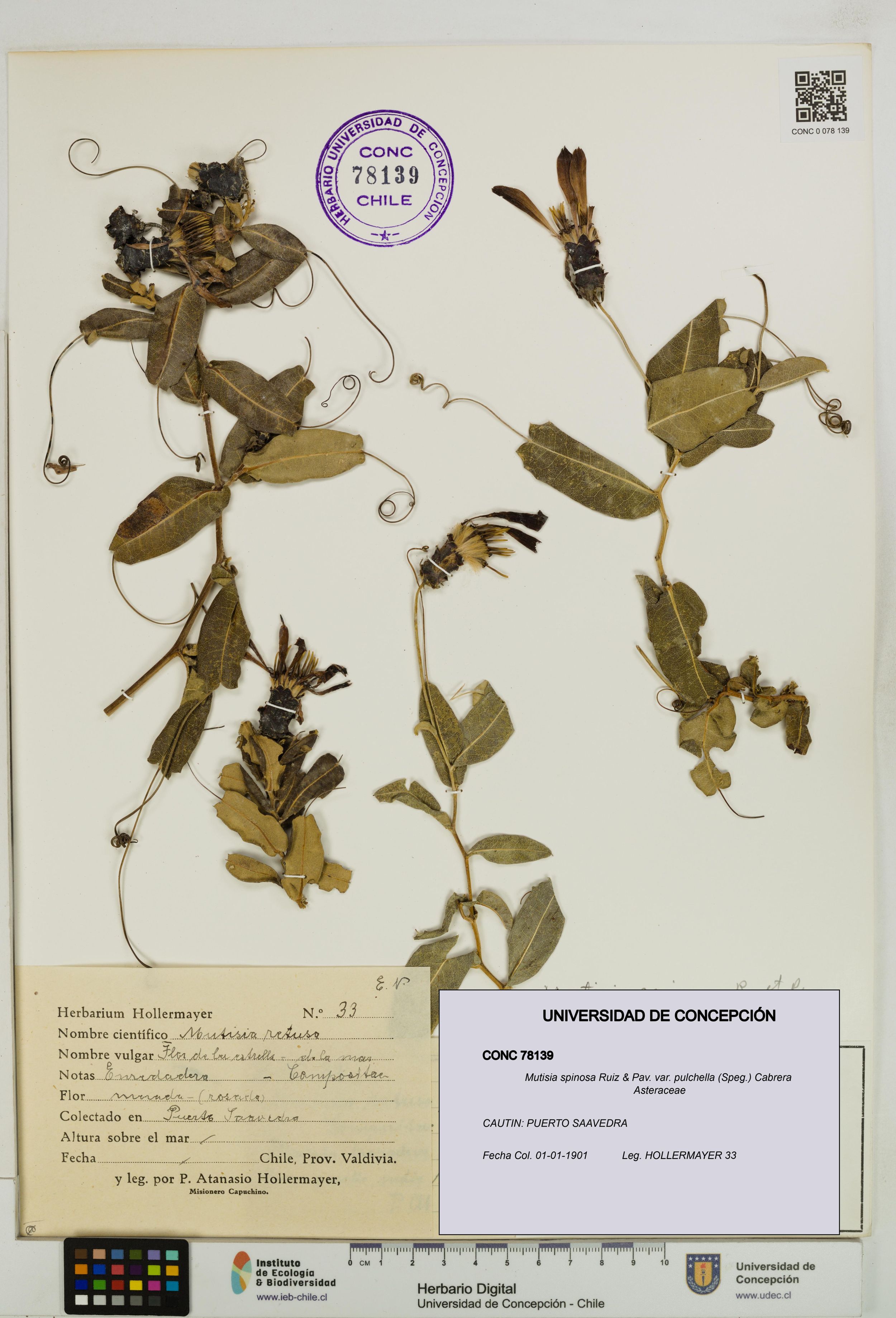 Mutisia spinosa var. pulchella [Espécimen: ]