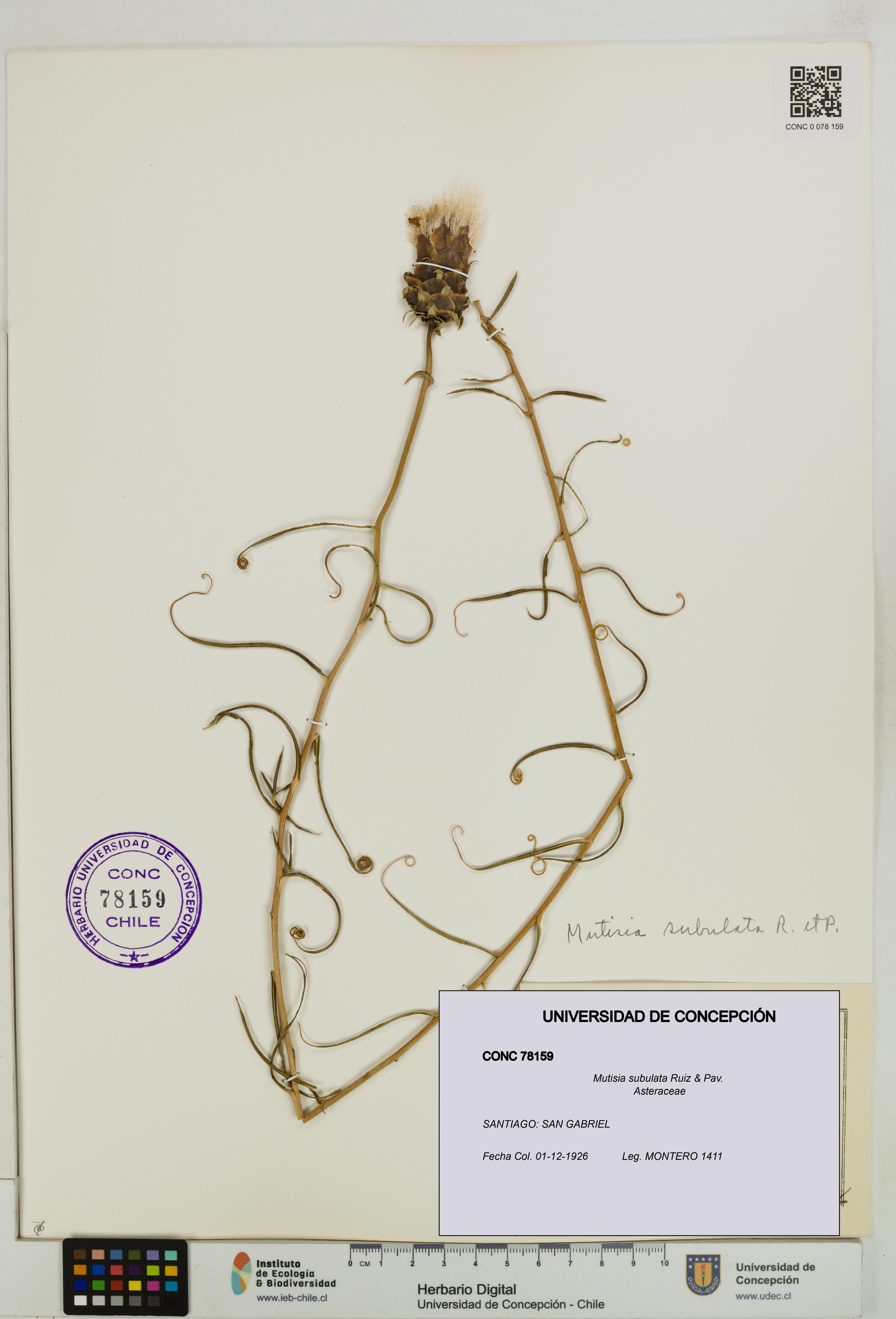 Mutisia subulata [Espécimen: ]