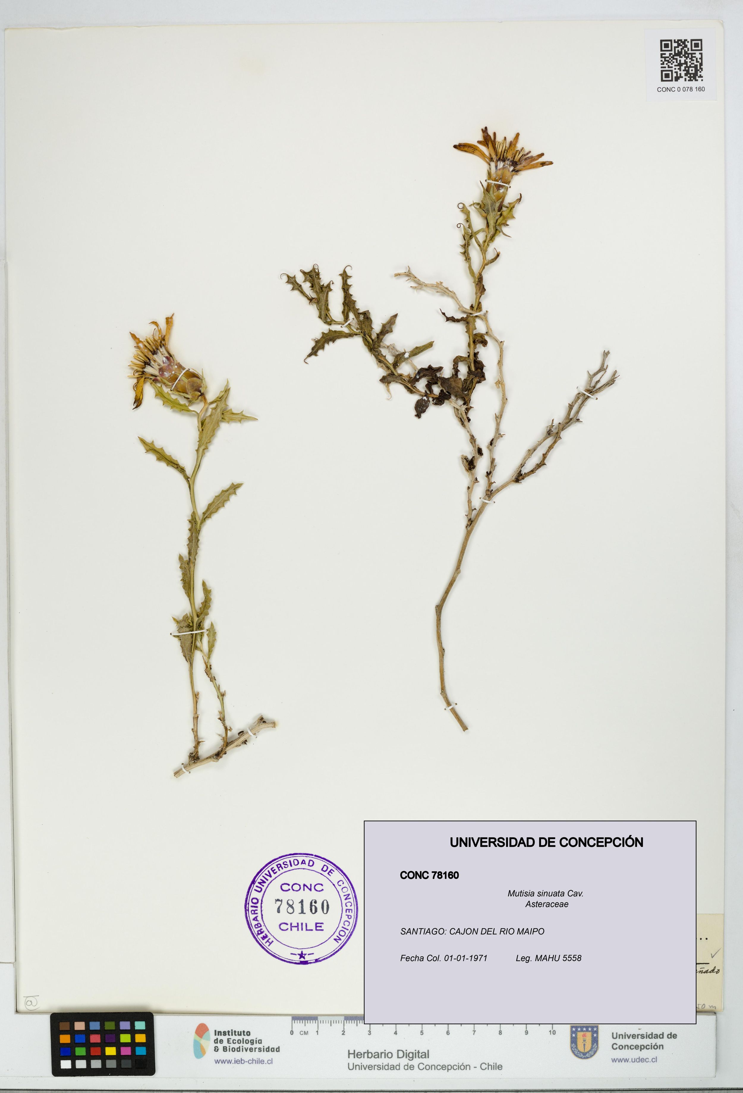Mutisia sinuata [Espécimen: ]