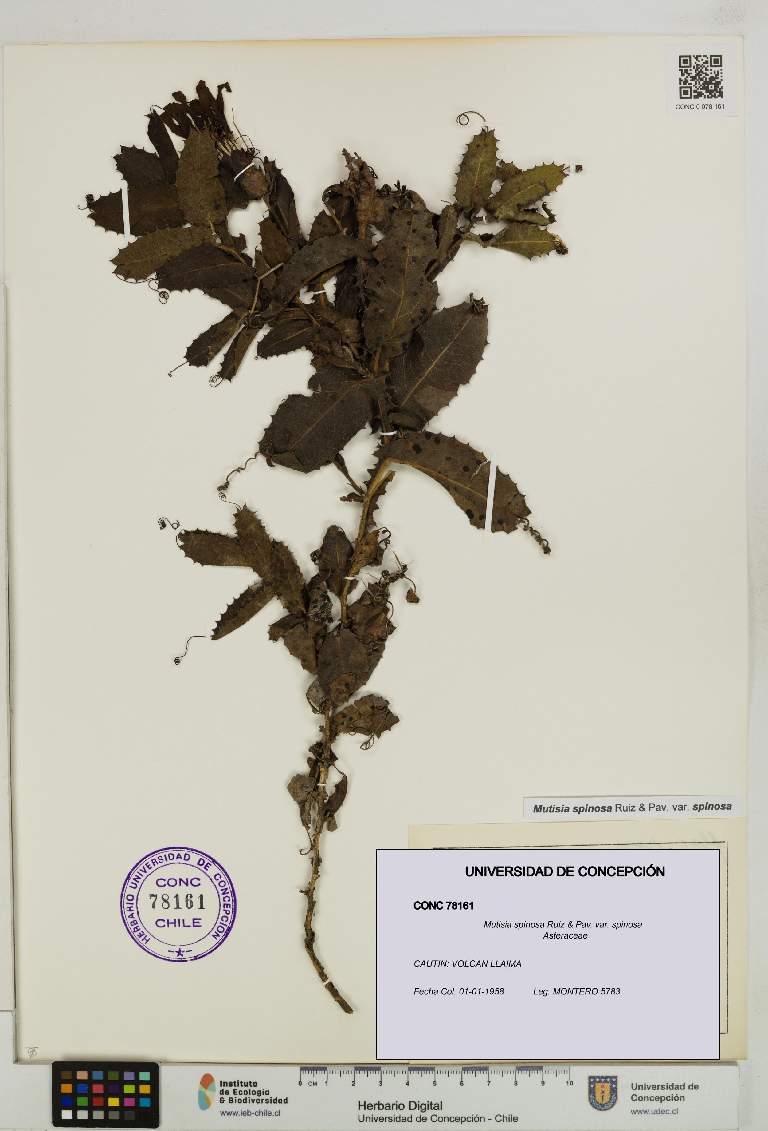 Mutisia spinosa var. spinosa [Espécimen: ]