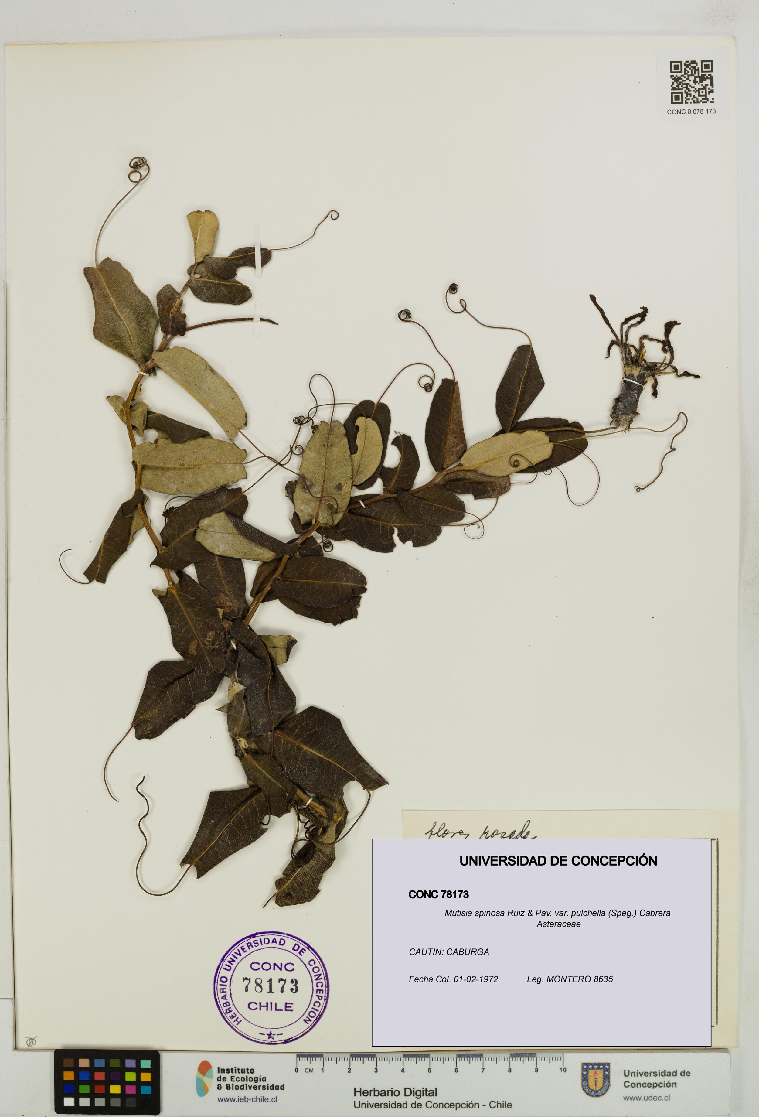 Mutisia spinosa var. pulchella [Espécimen: ]