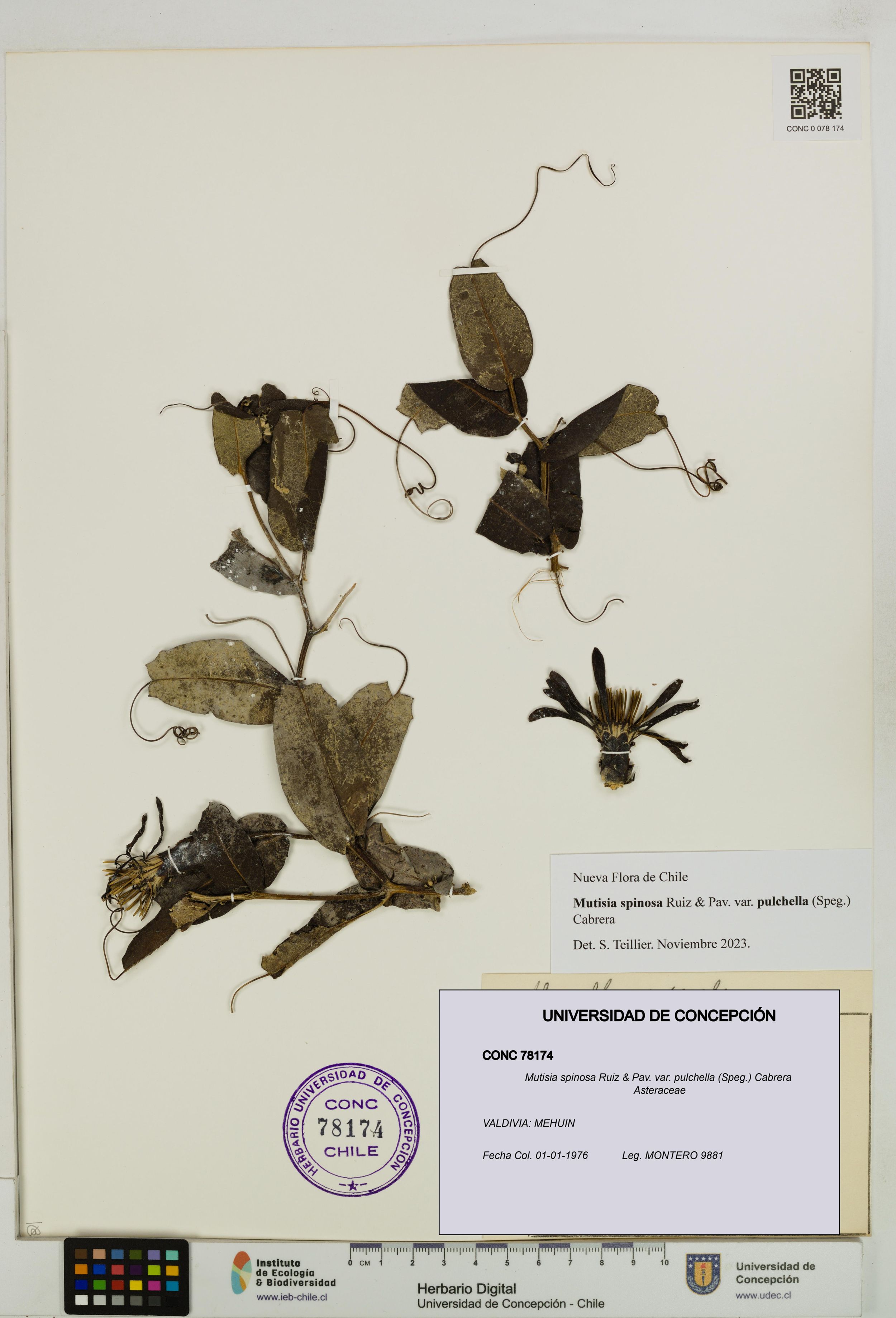 Mutisia spinosa var. pulchella [Espécimen: ]