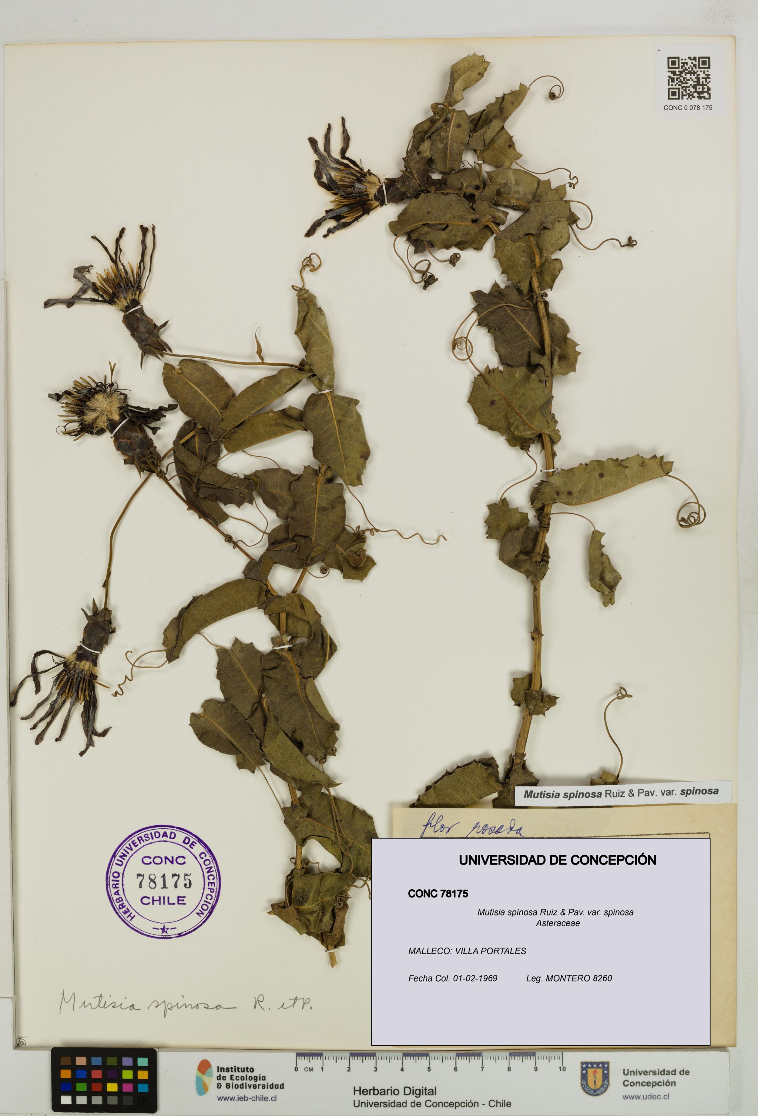 Mutisia spinosa var. spinosa [Espécimen: ]